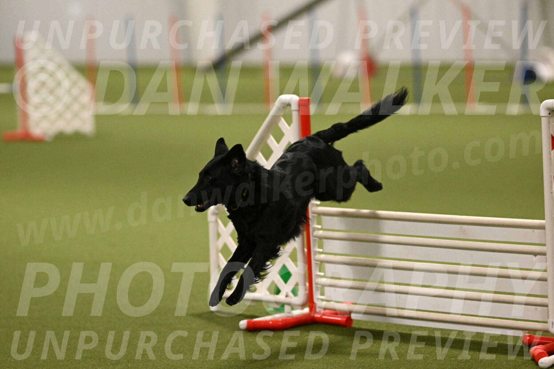 Zinnia-Deborah-Ting-03249