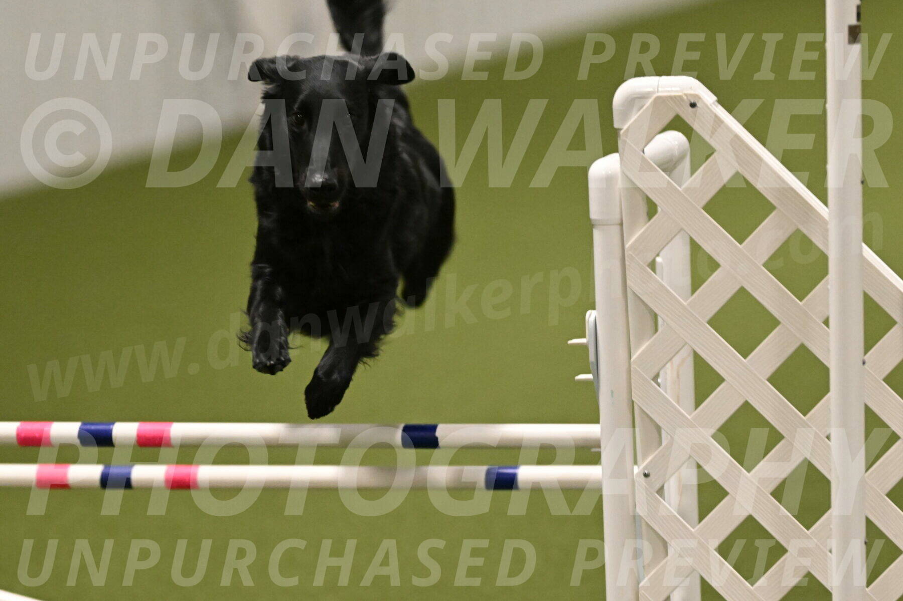 Zinnia-Deborah-Ting-03252