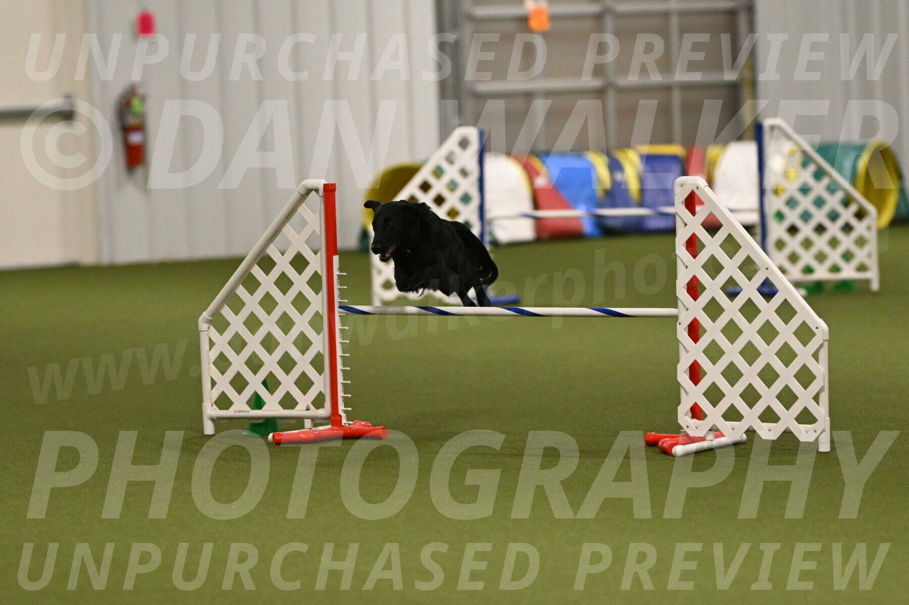 Zinnia-Deborah-Ting-03254