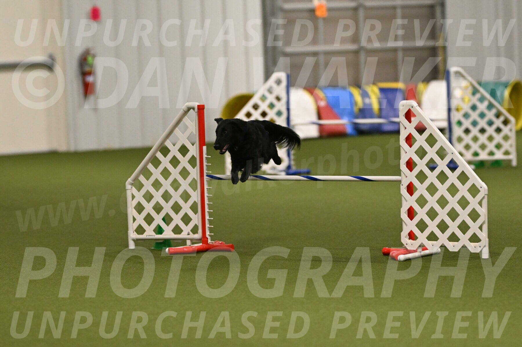 Zinnia-Deborah-Ting-03255