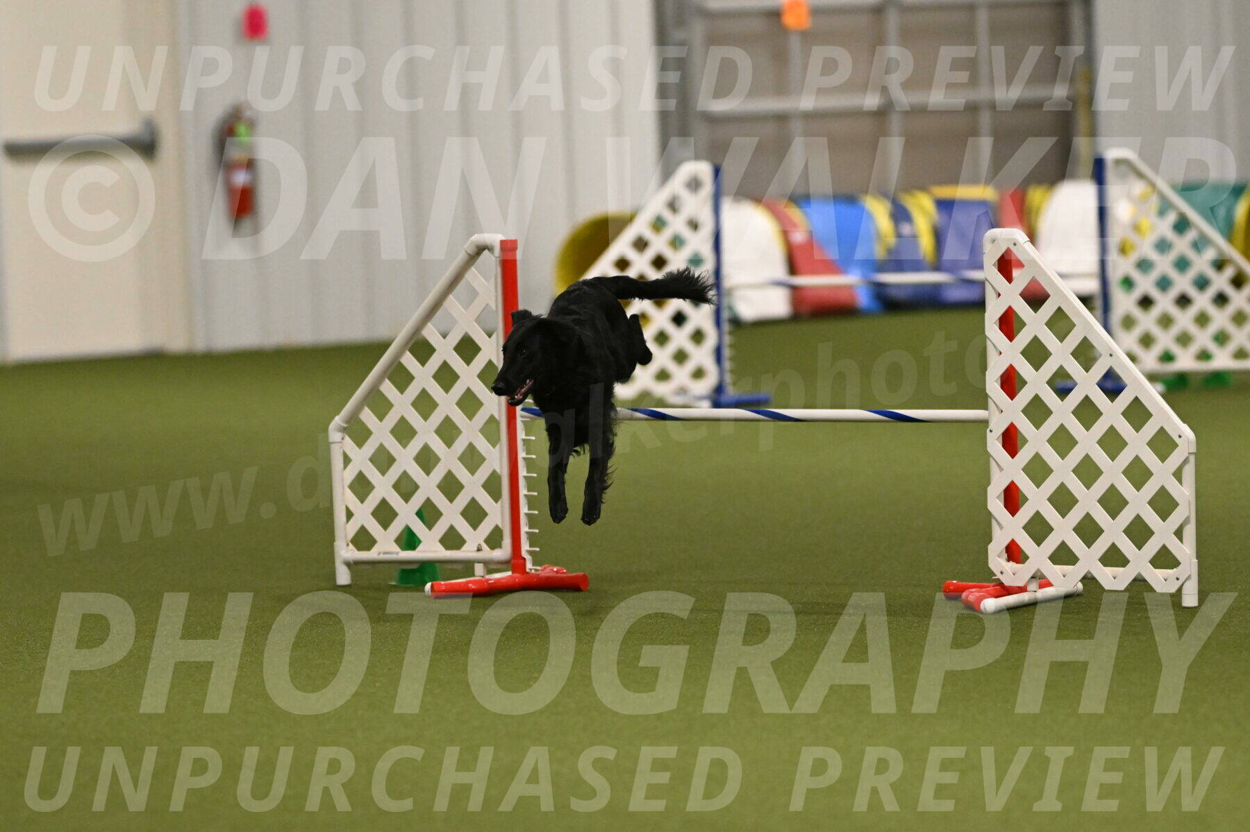 Zinnia-Deborah-Ting-03257