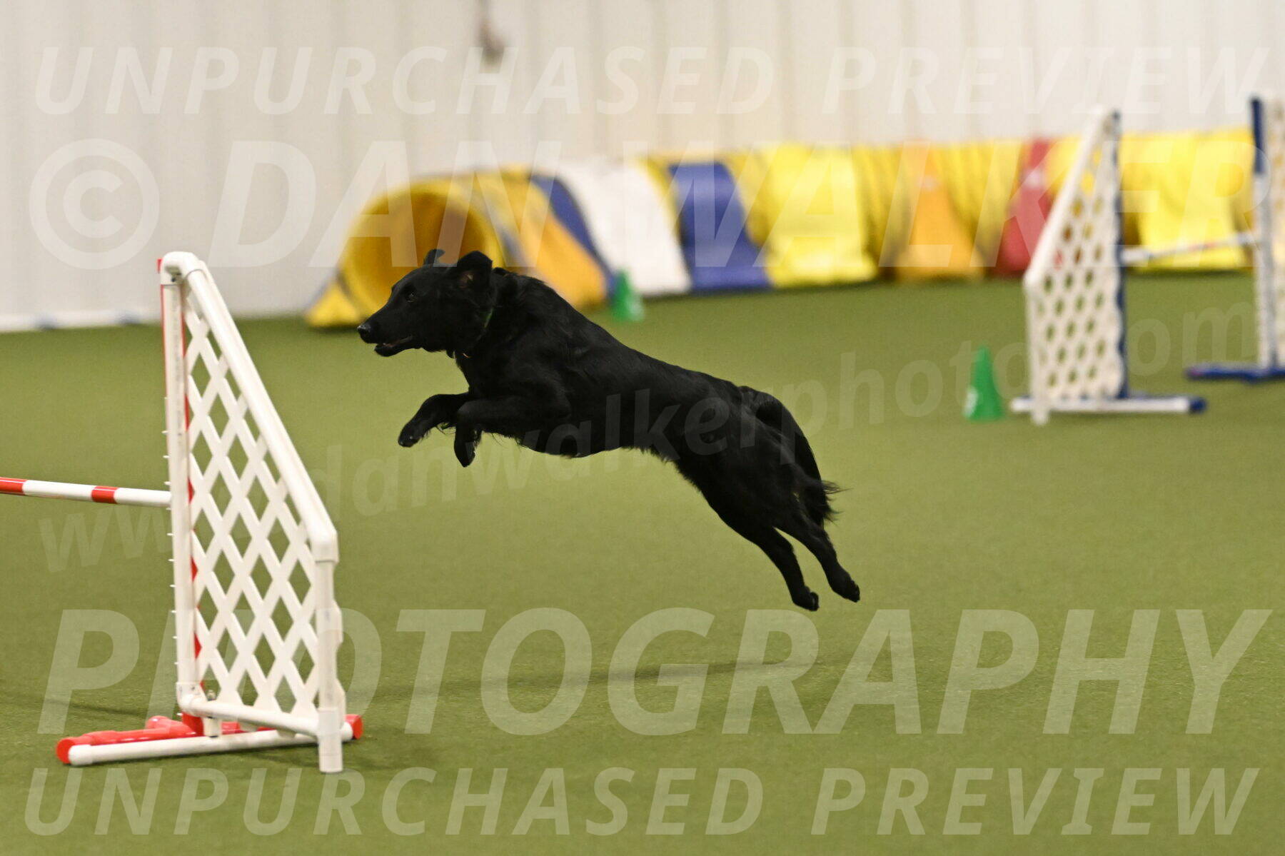 Zinnia-Deborah-Ting-03258