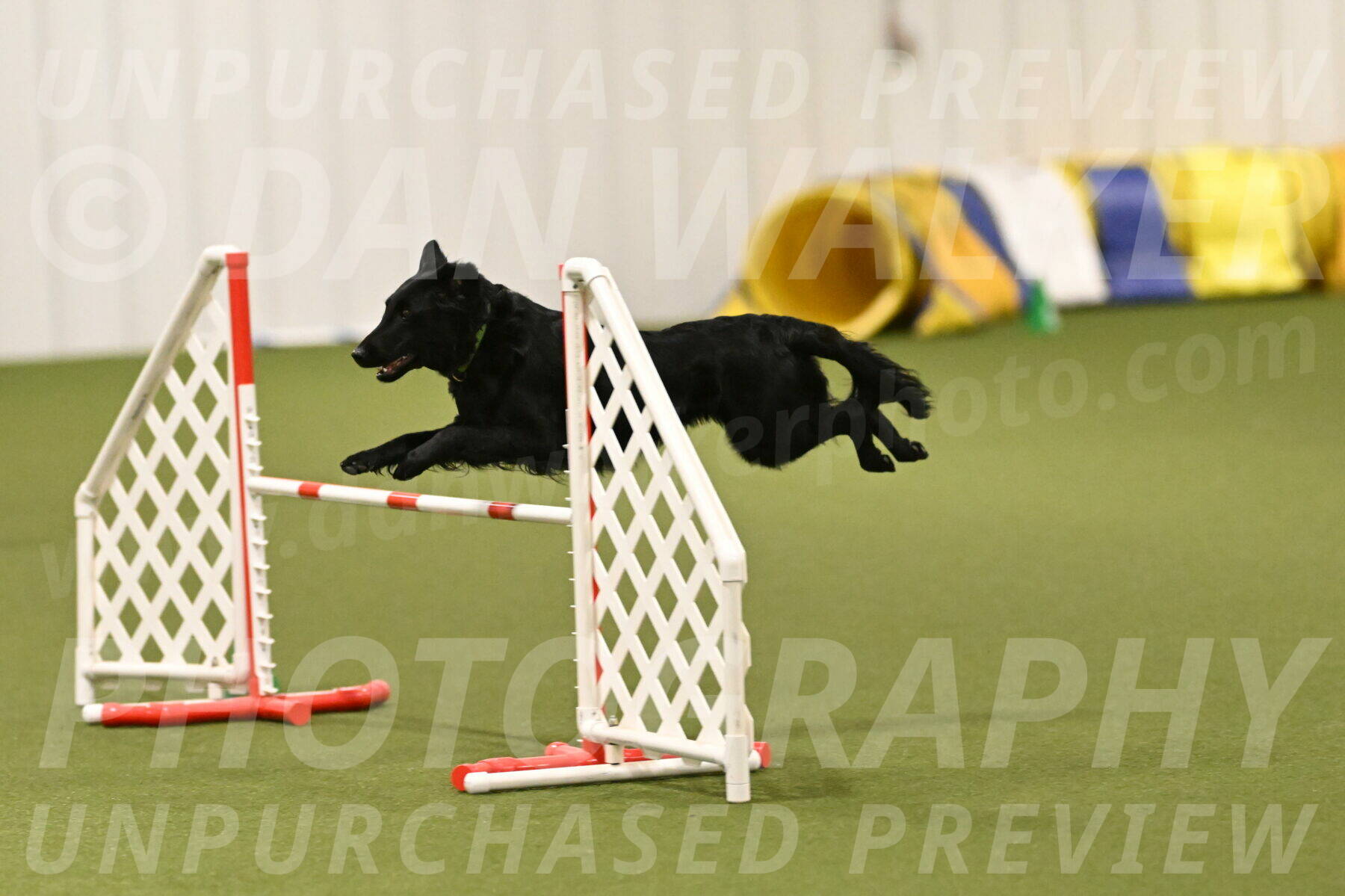 Zinnia-Deborah-Ting-03259