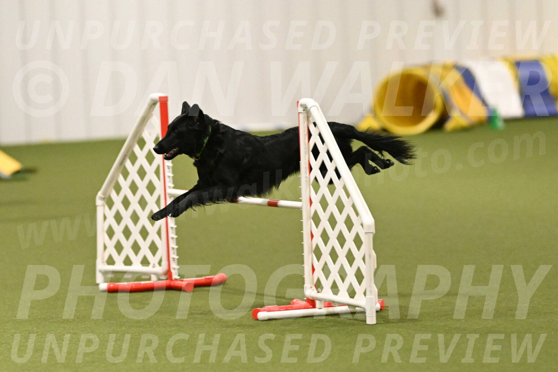 Zinnia-Deborah-Ting-03260