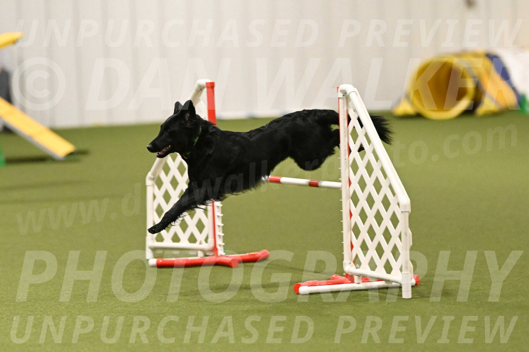 Zinnia-Deborah-Ting-03261