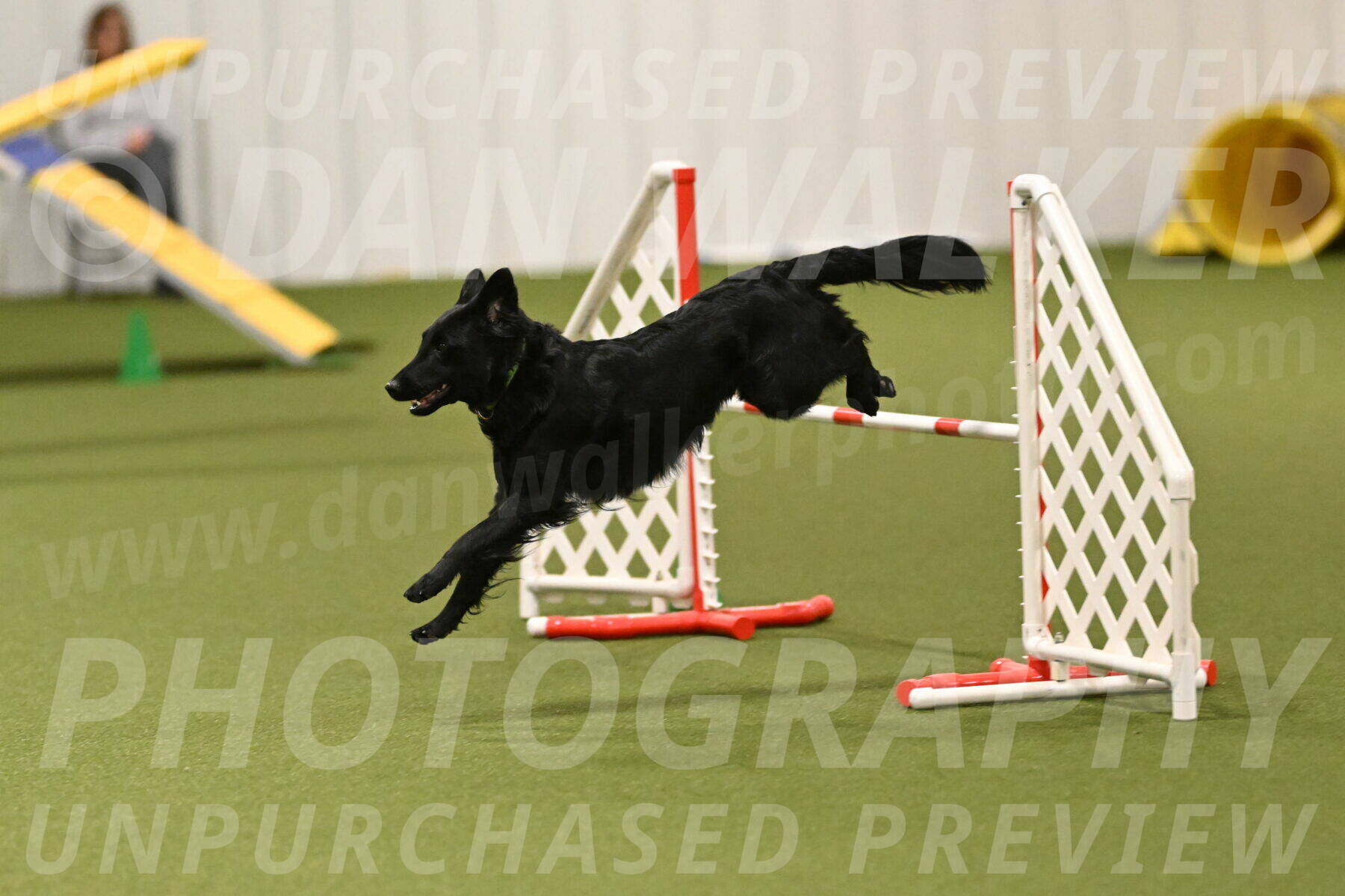 Zinnia-Deborah-Ting-03262