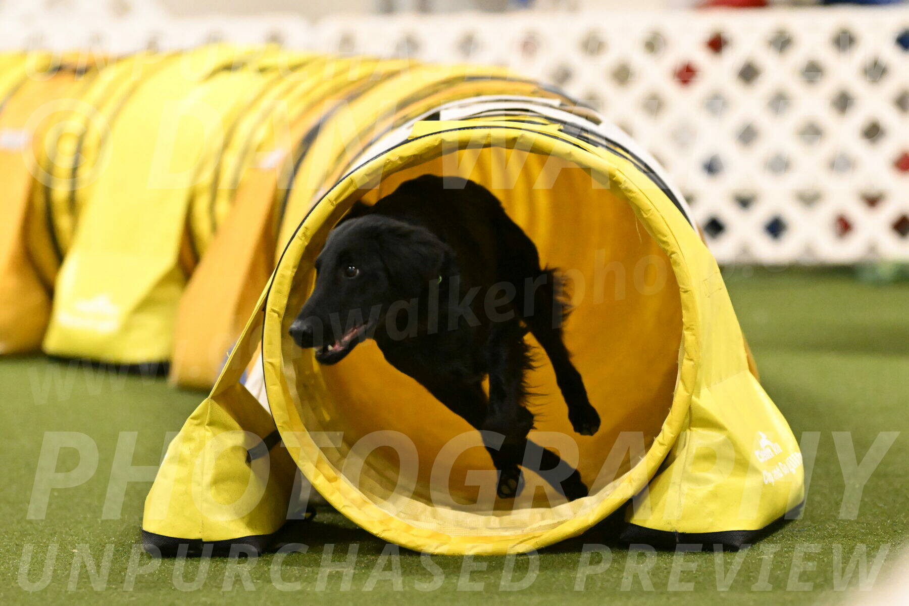 Zinnia-Deborah-Ting-03271