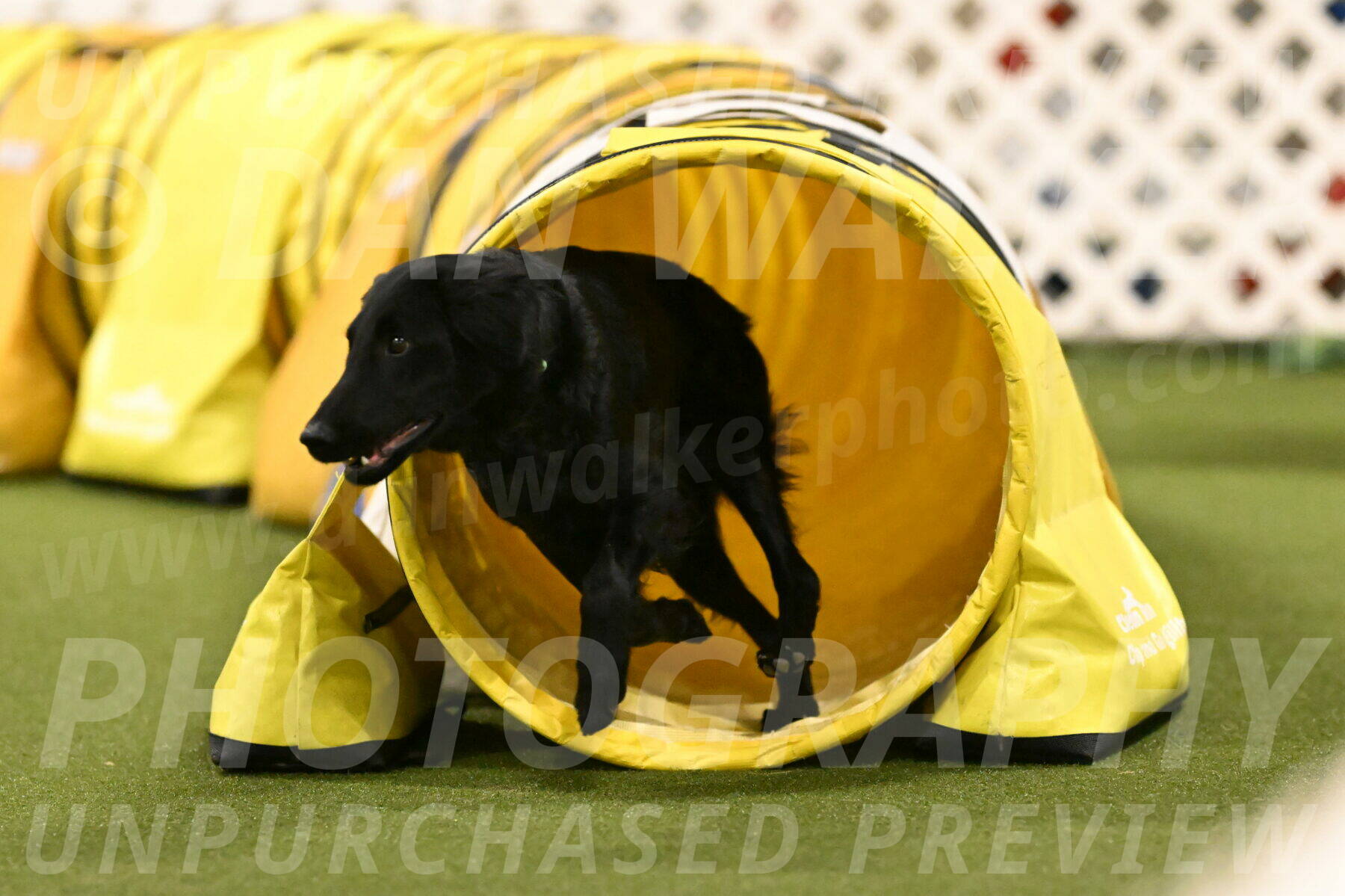 Zinnia-Deborah-Ting-03272