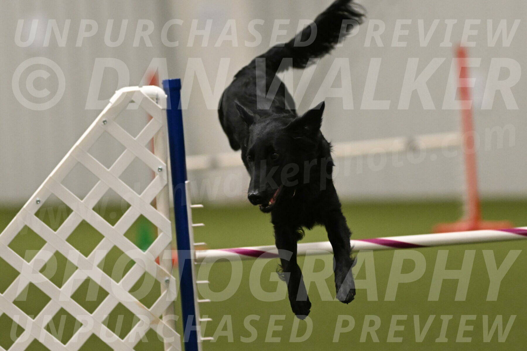 Zinnia-Deborah-Ting-03274