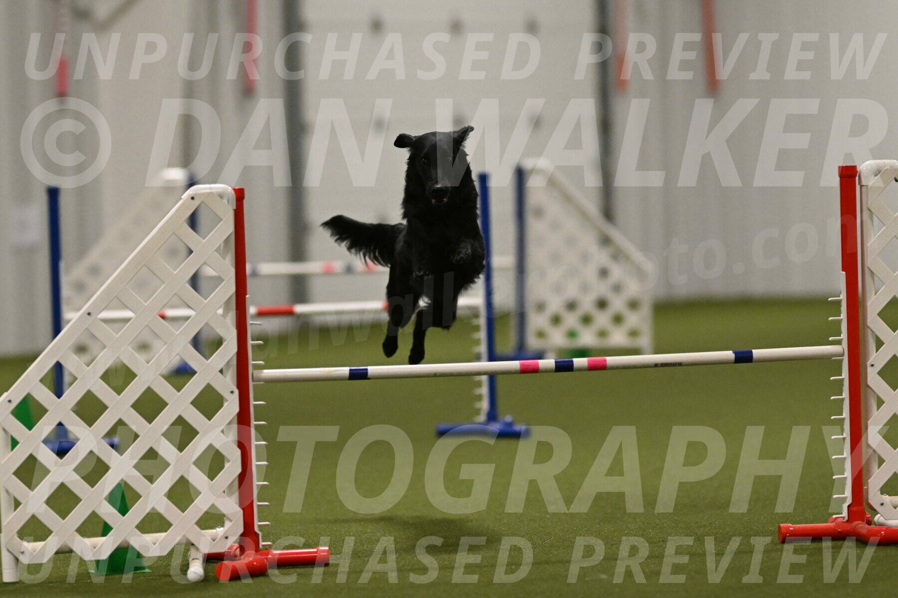 Zinnia-Deborah-Ting-03275