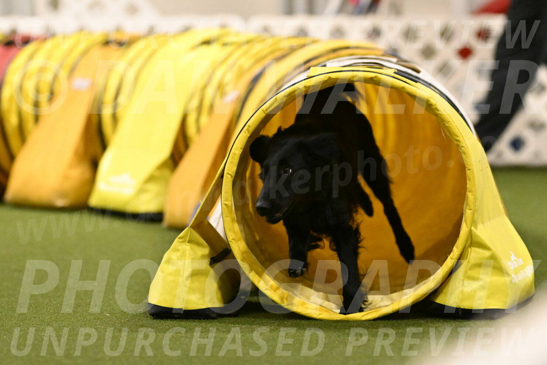 Zinnia-Deborah-Ting-03277