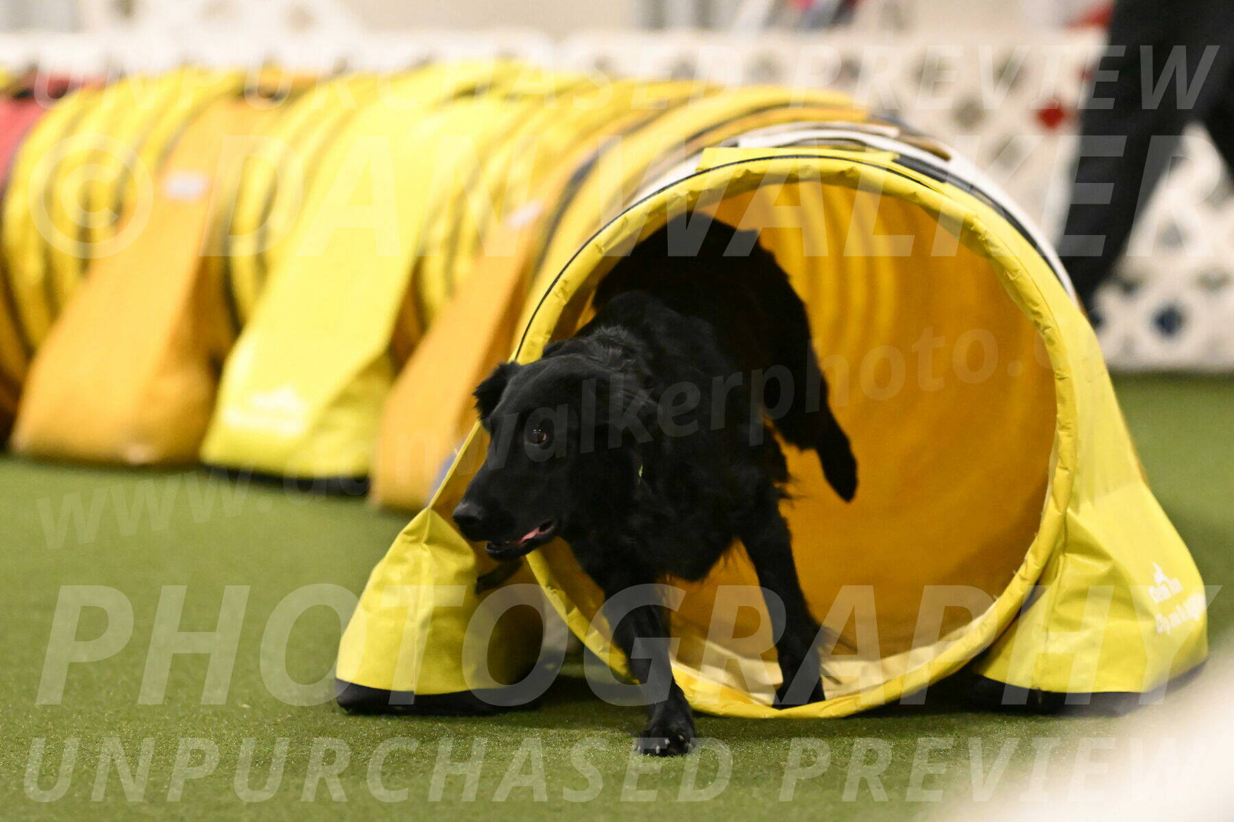 Zinnia-Deborah-Ting-03278