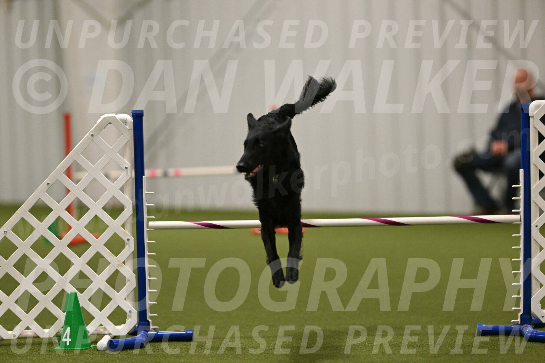 Zinnia-Deborah-Ting-03280