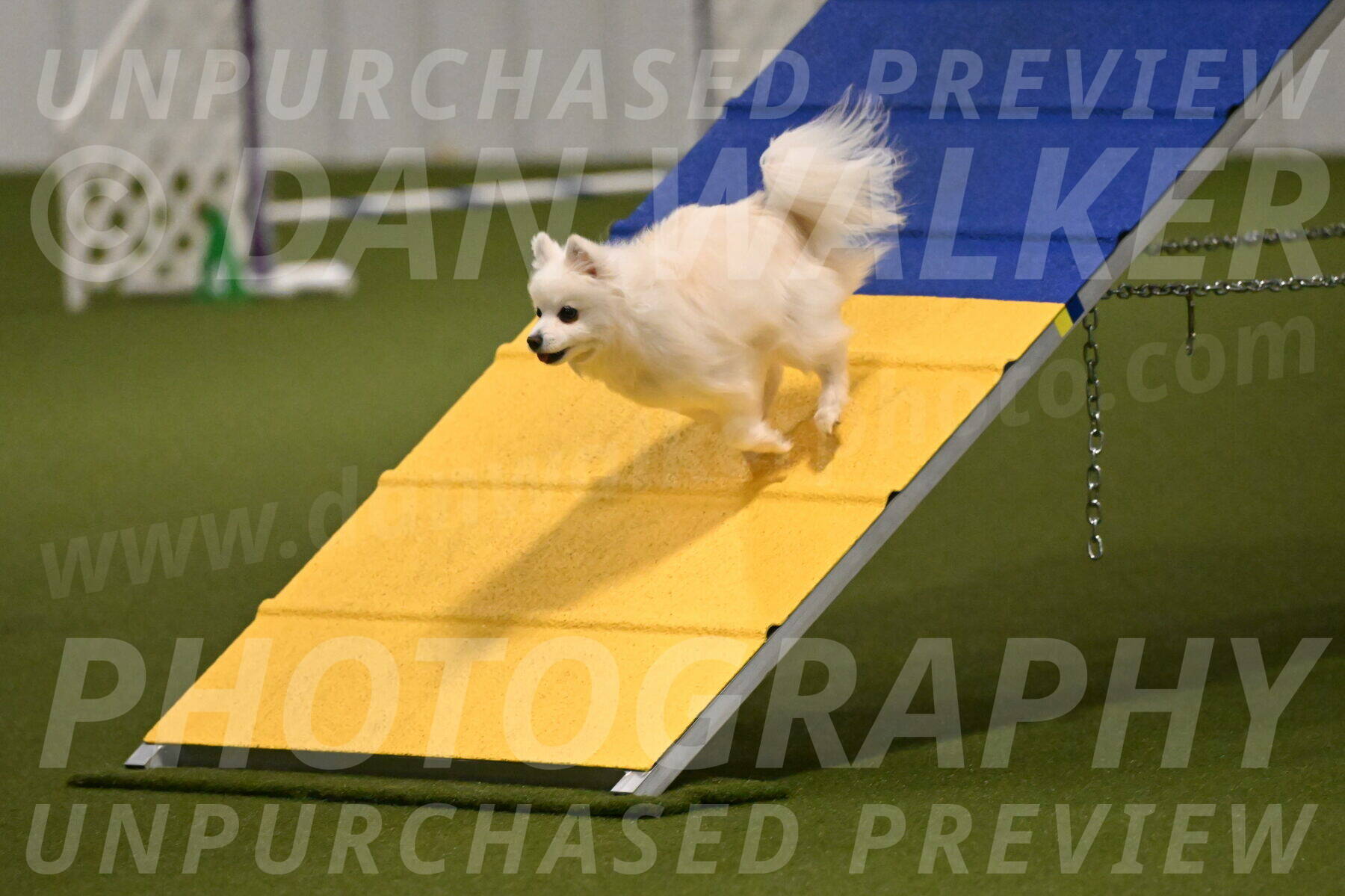 Zoey-Denise-Schneider-08545