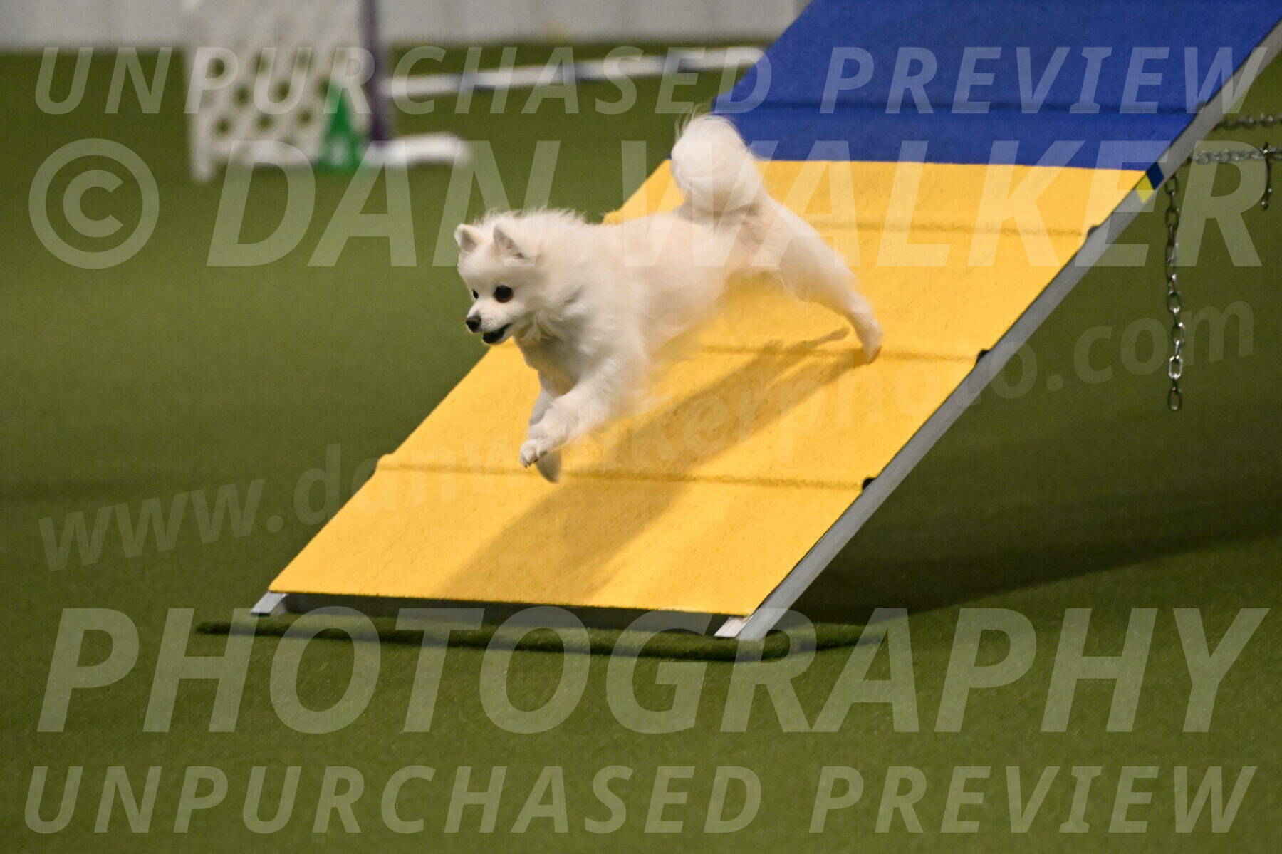 Zoey-Denise-Schneider-08546