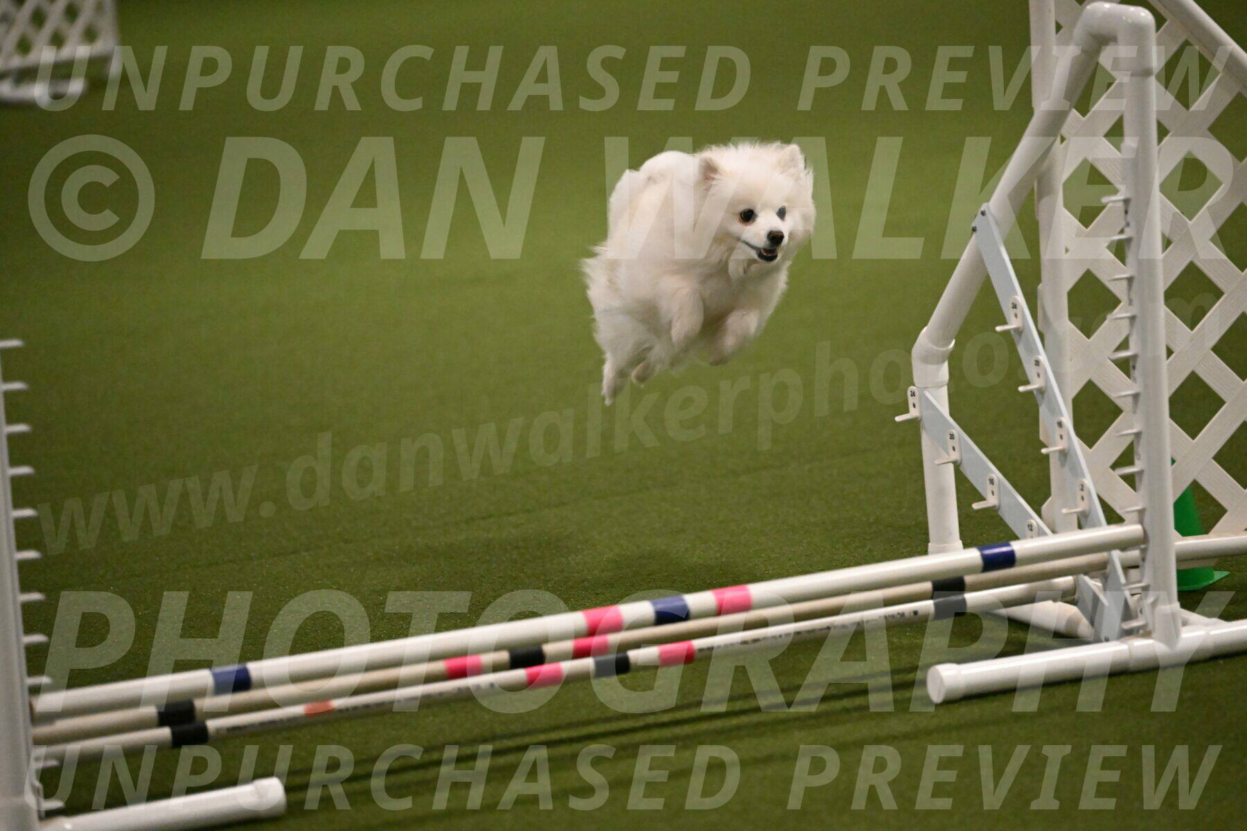 Zoey-Denise-Schneider-08547