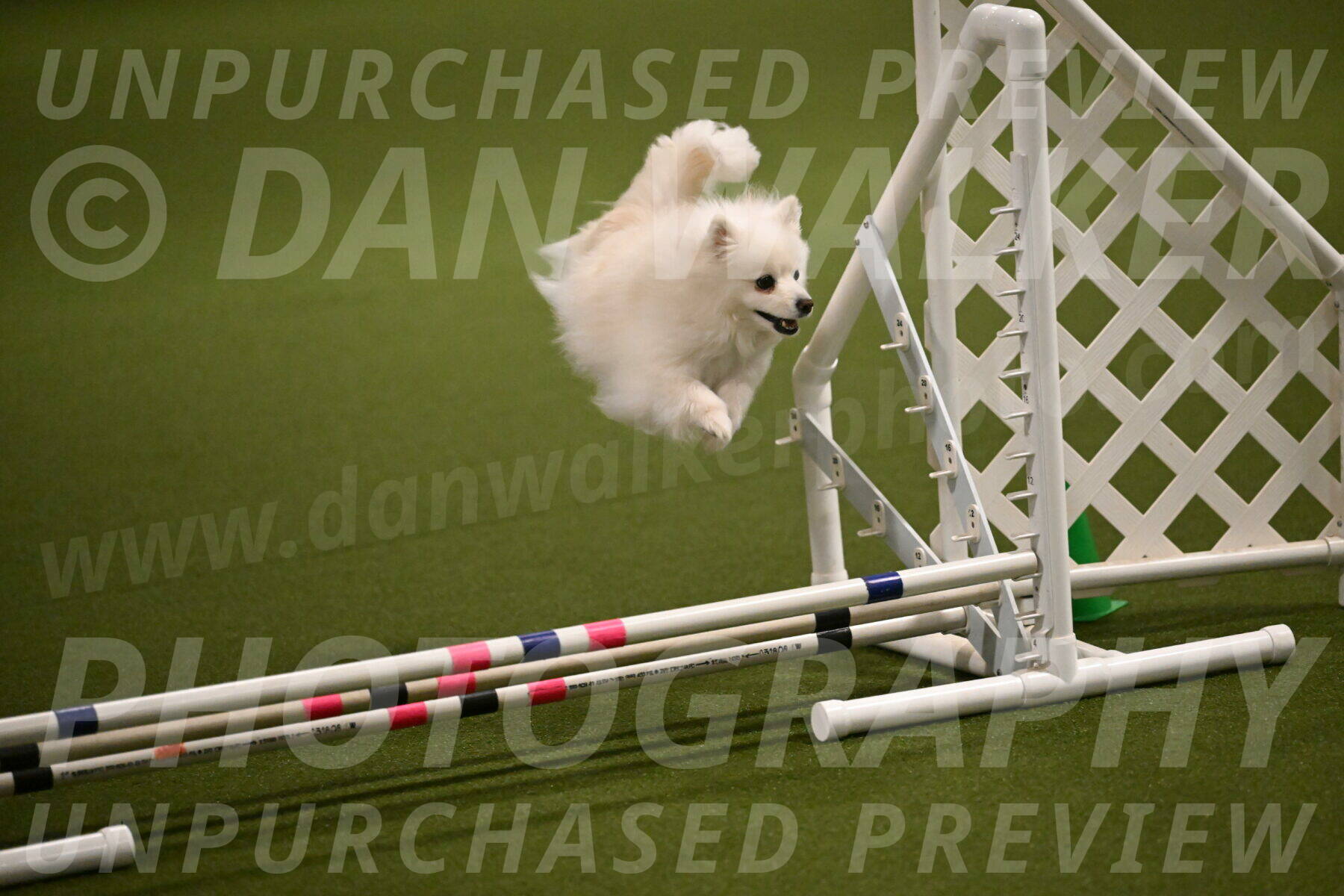 Zoey-Denise-Schneider-08549