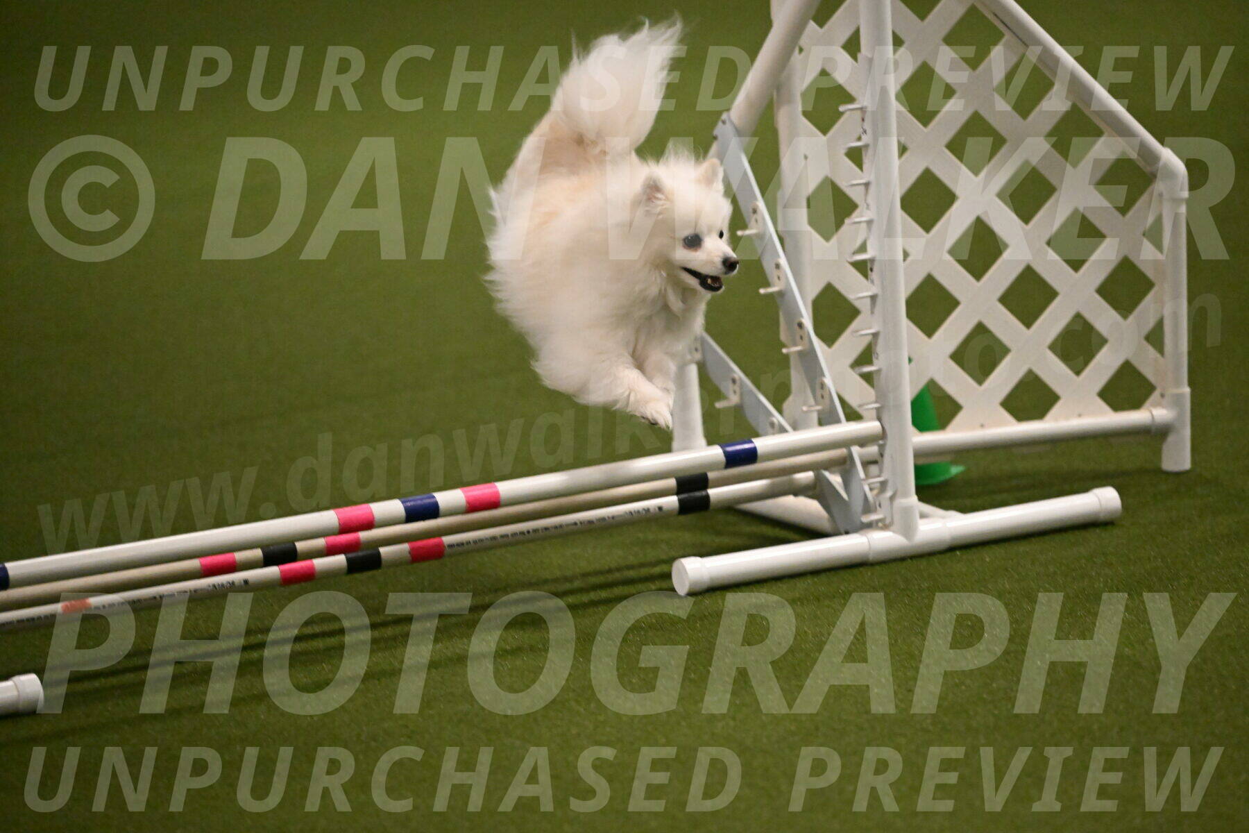 Zoey-Denise-Schneider-08550