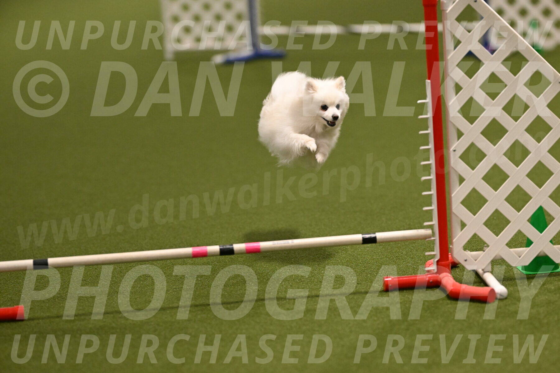 Zoey-Denise-Schneider-08552