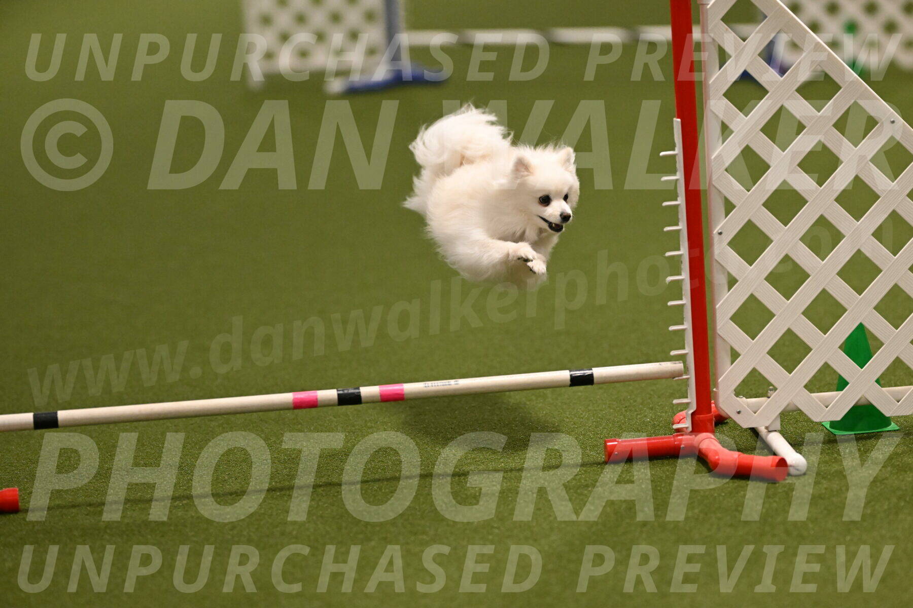 Zoey-Denise-Schneider-08553