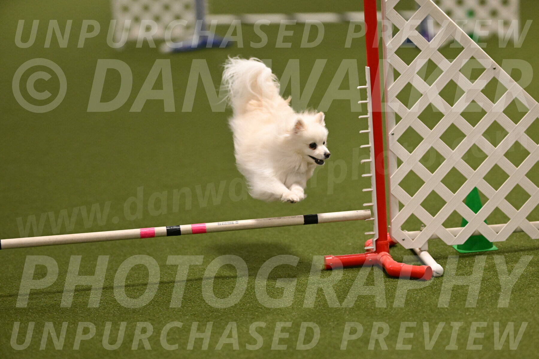 Zoey-Denise-Schneider-08554