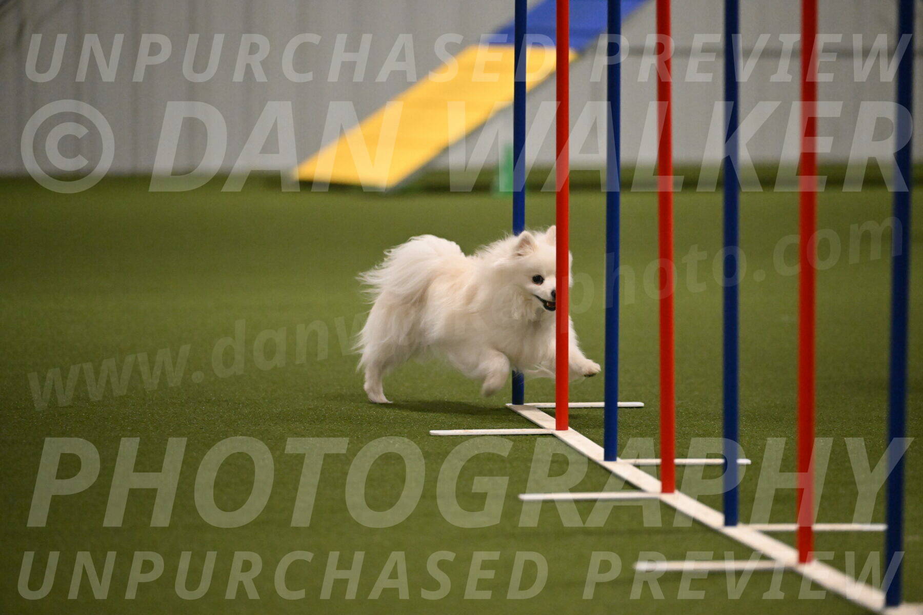 Zoey-Denise-Schneider-08556