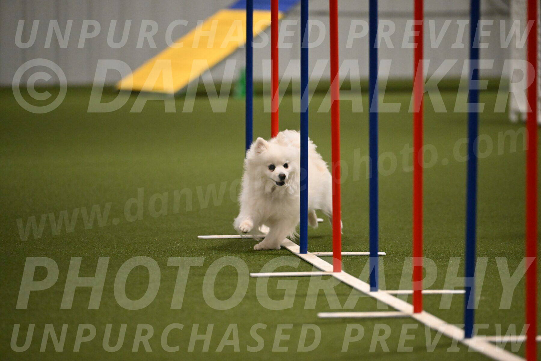 Zoey-Denise-Schneider-08557