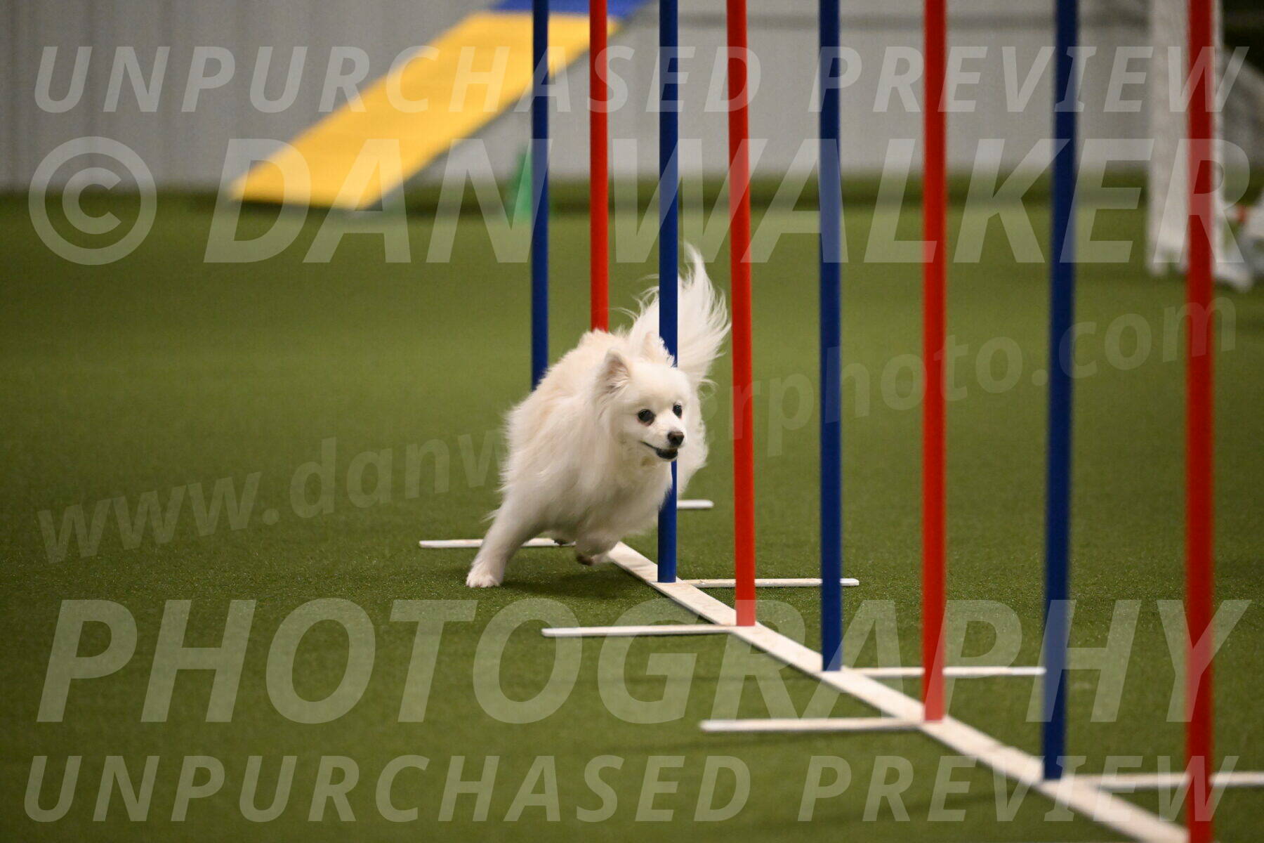 Zoey-Denise-Schneider-08558