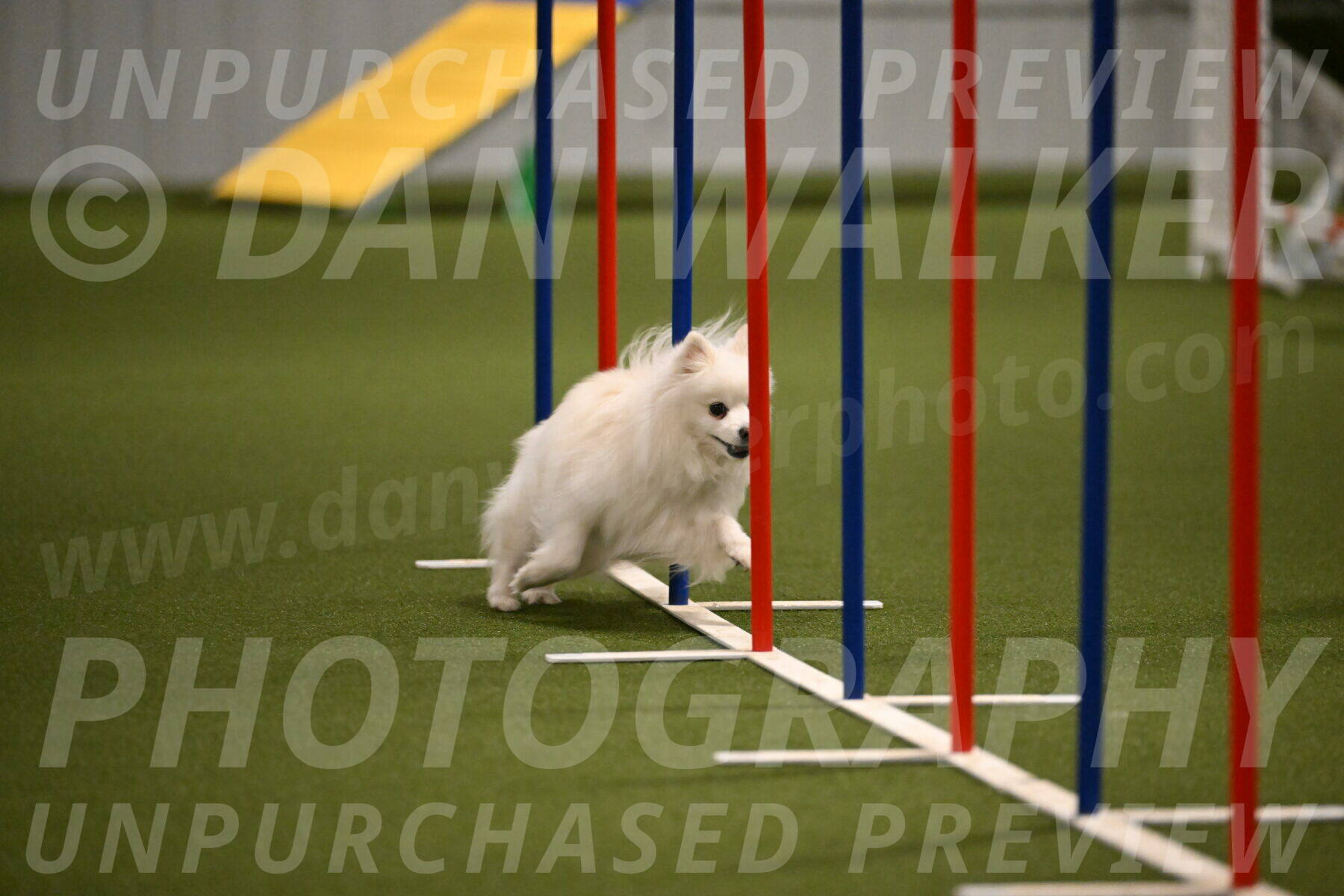 Zoey-Denise-Schneider-08559