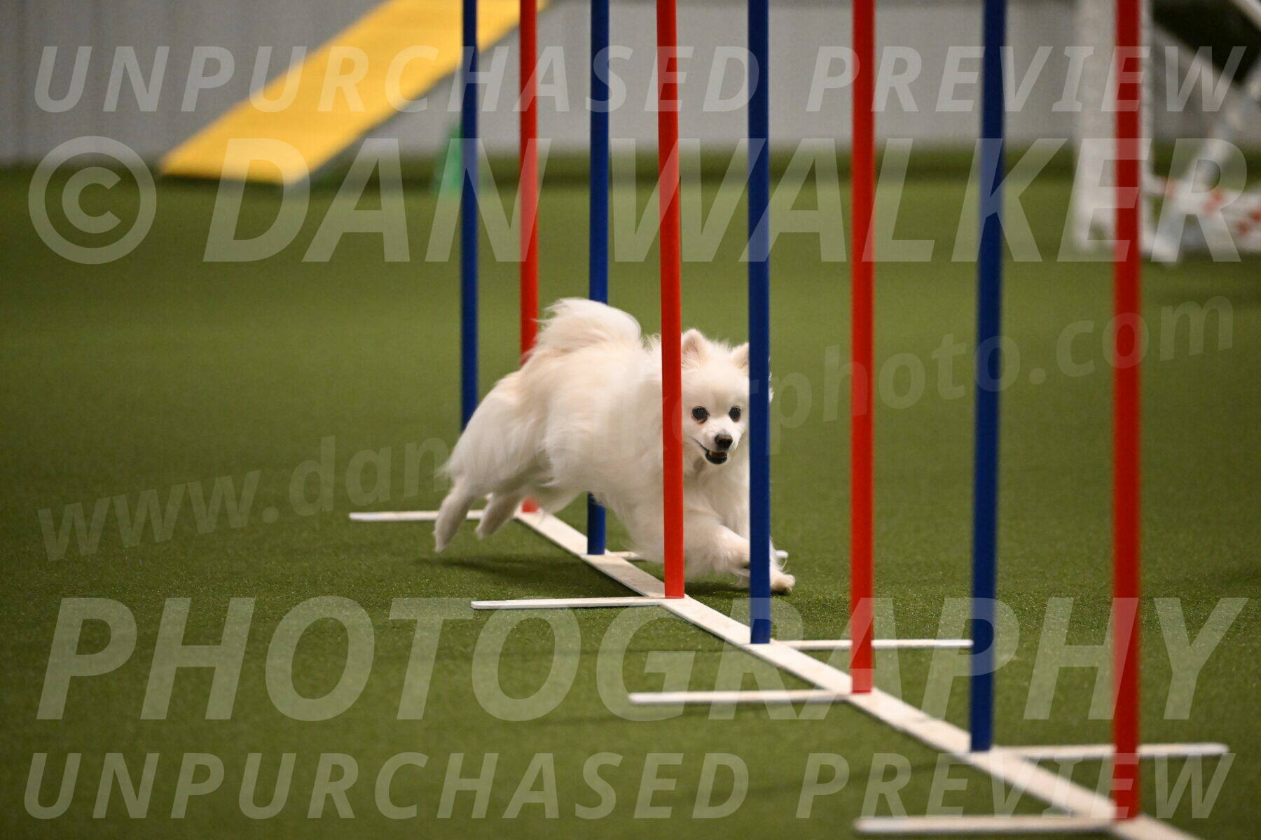 Zoey-Denise-Schneider-08560