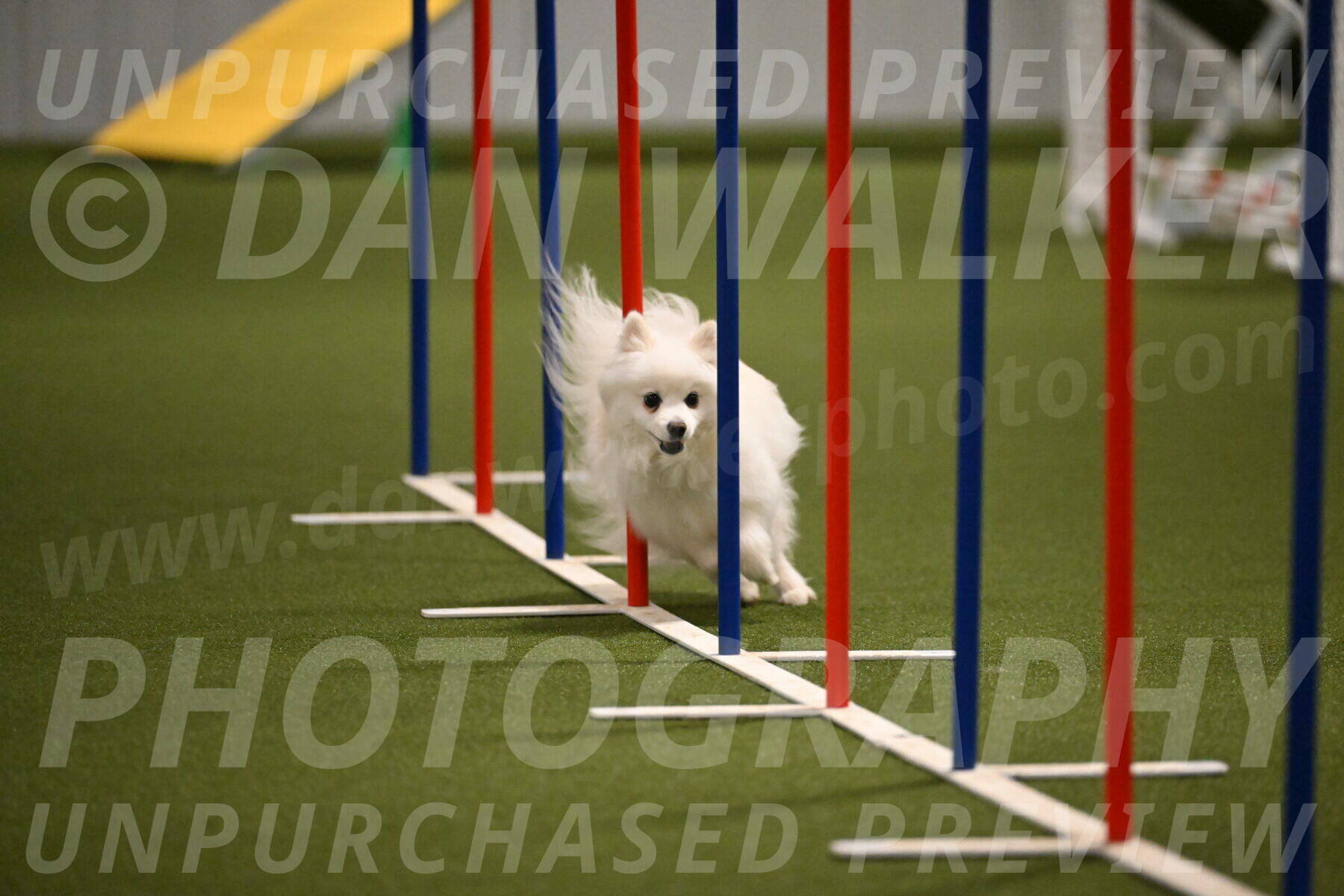 Zoey-Denise-Schneider-08561