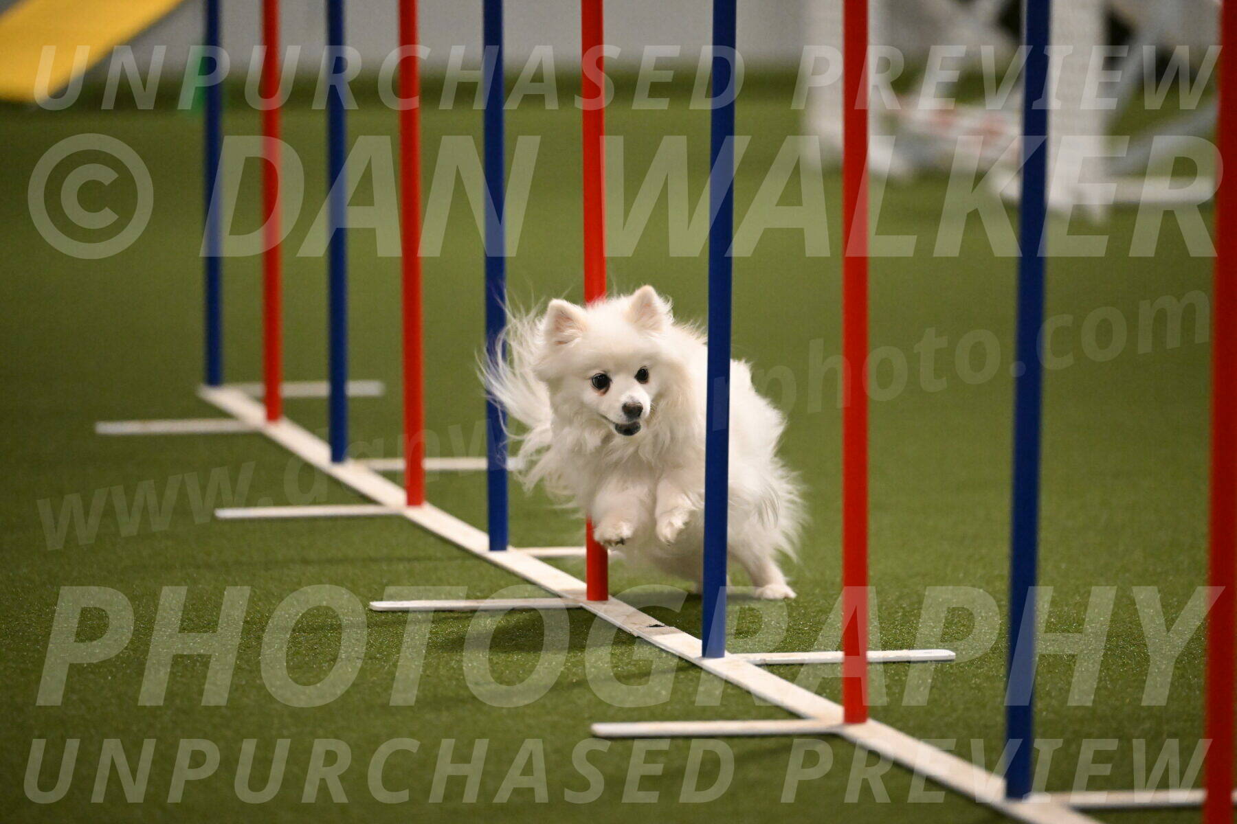 Zoey-Denise-Schneider-08563