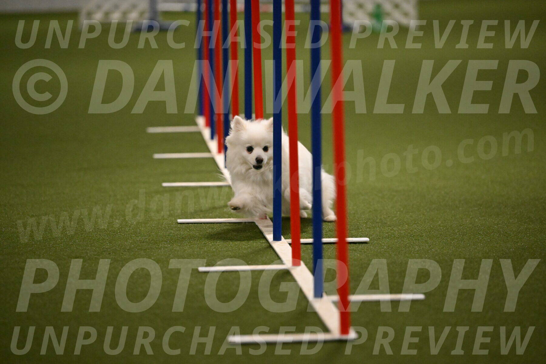 Zoey-Denise-Schneider-08564