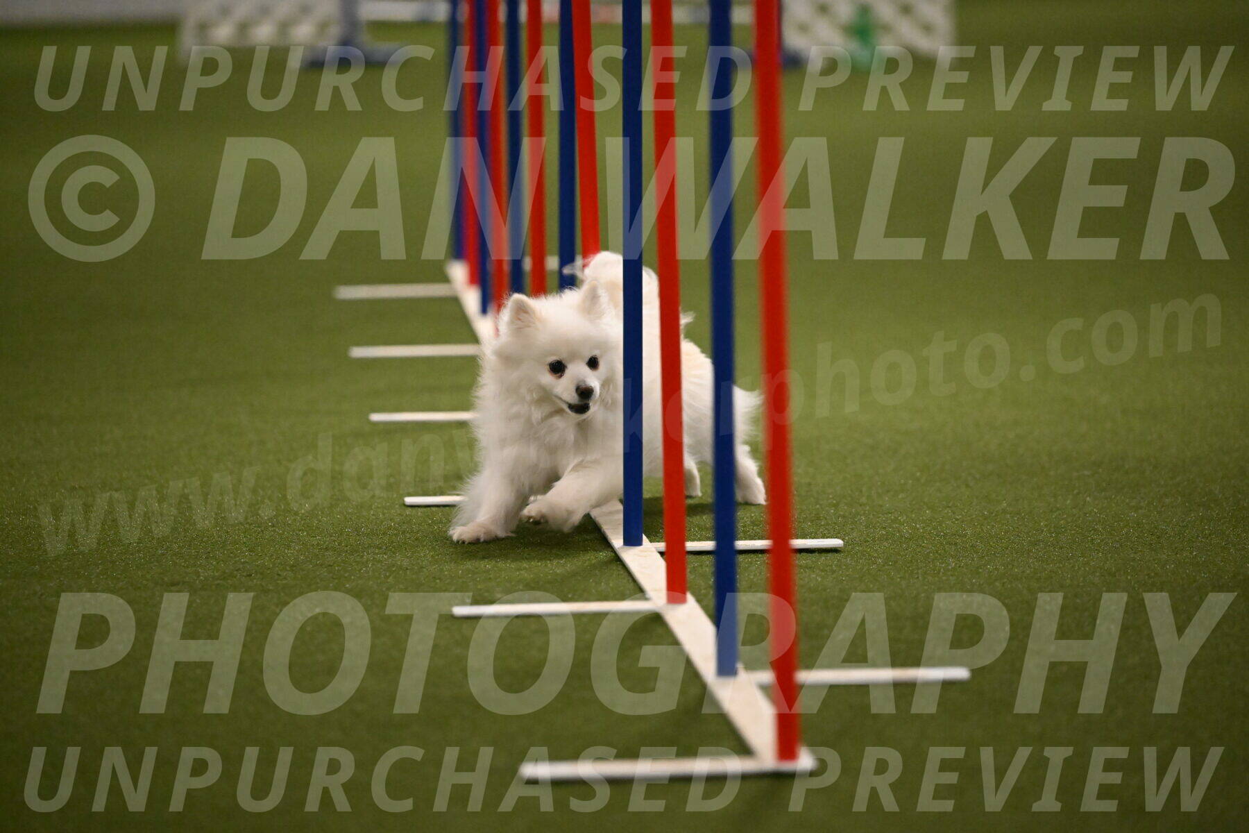 Zoey-Denise-Schneider-08565