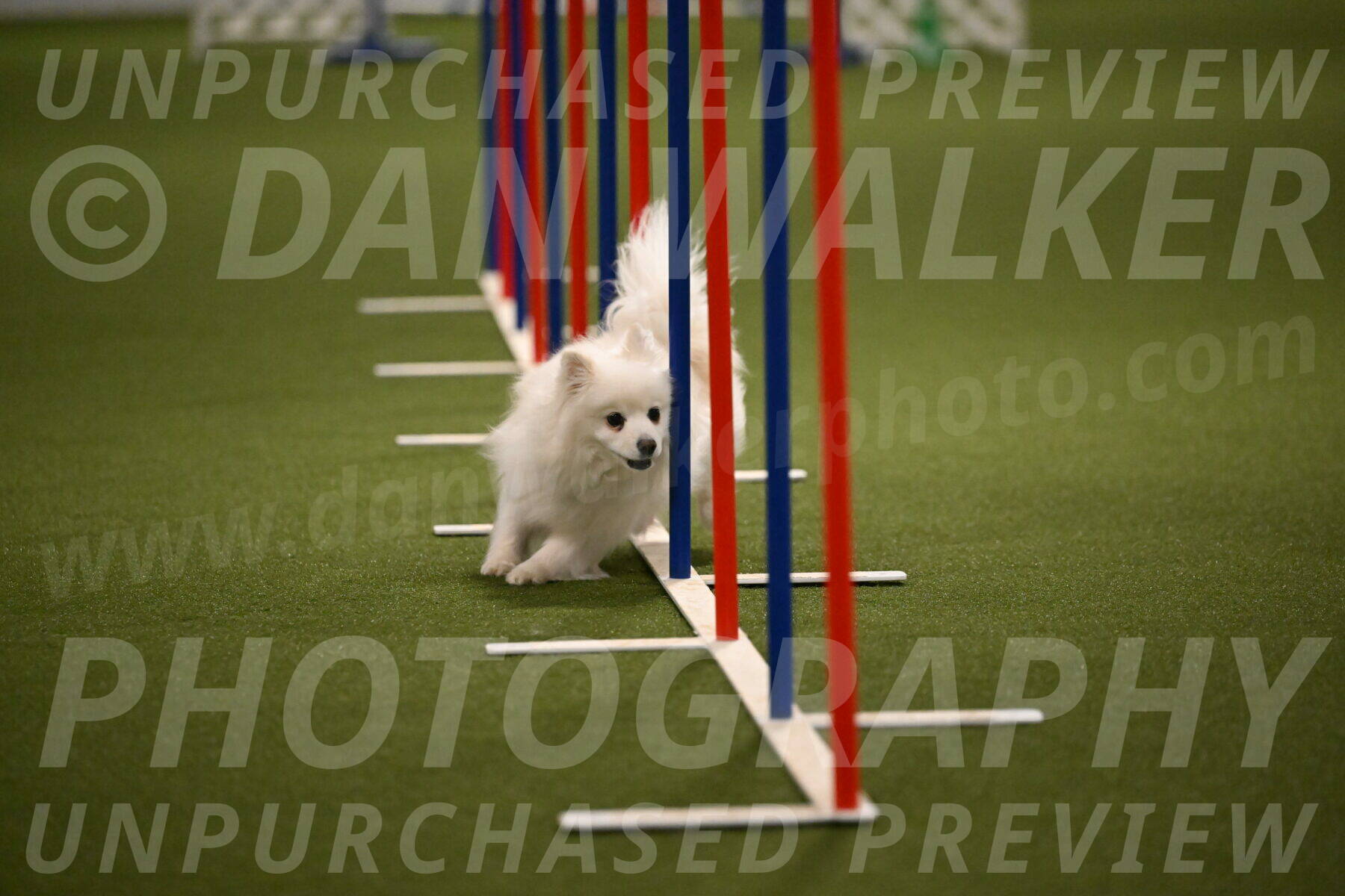 Zoey-Denise-Schneider-08566