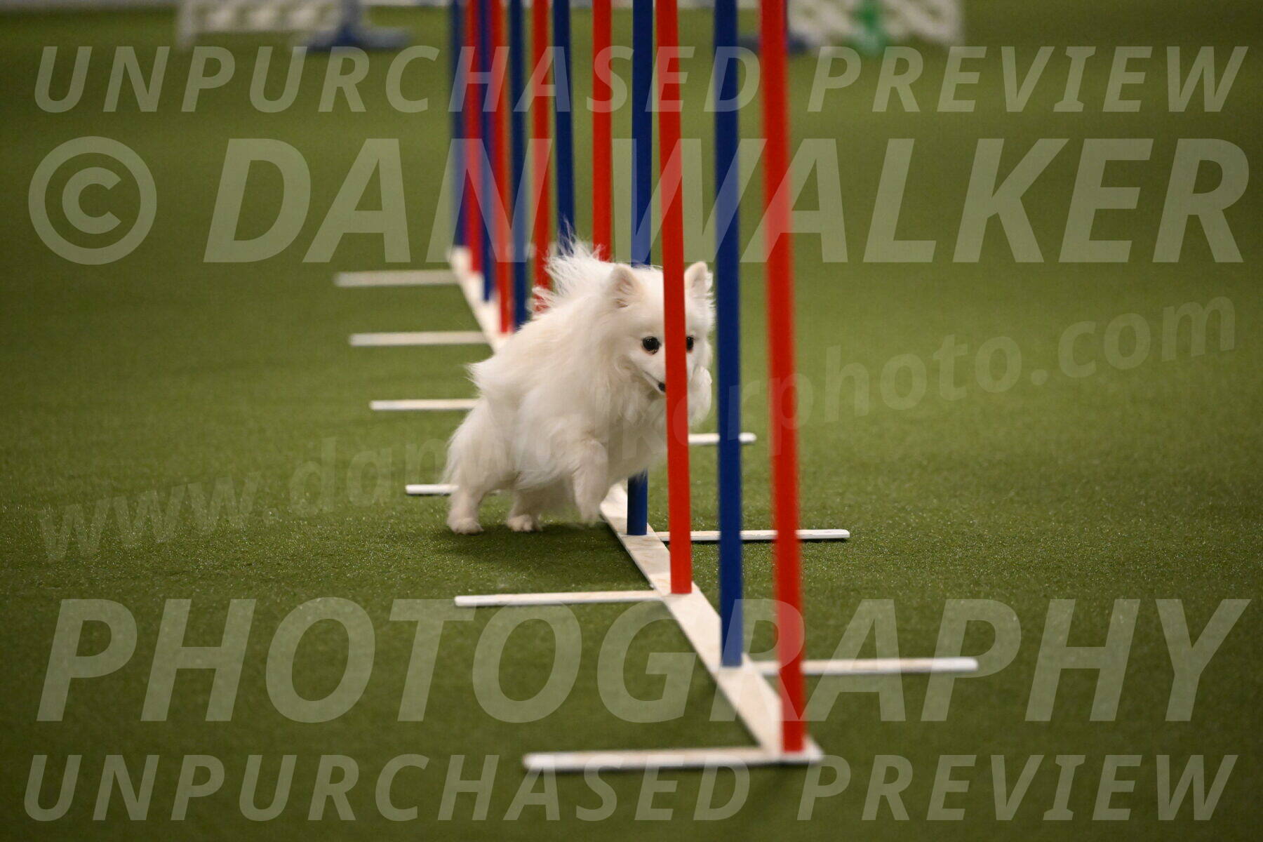 Zoey-Denise-Schneider-08567