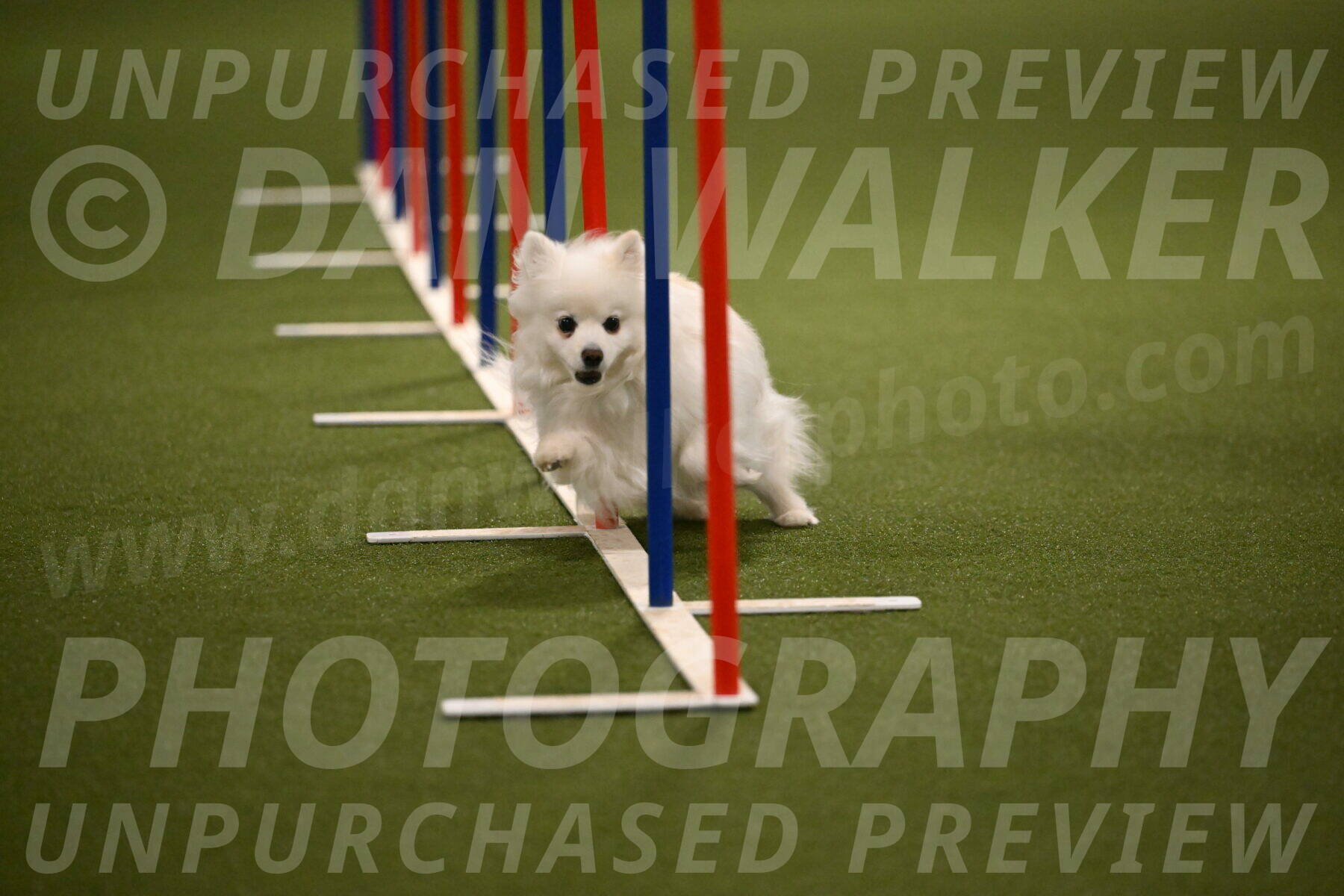 Zoey-Denise-Schneider-08568