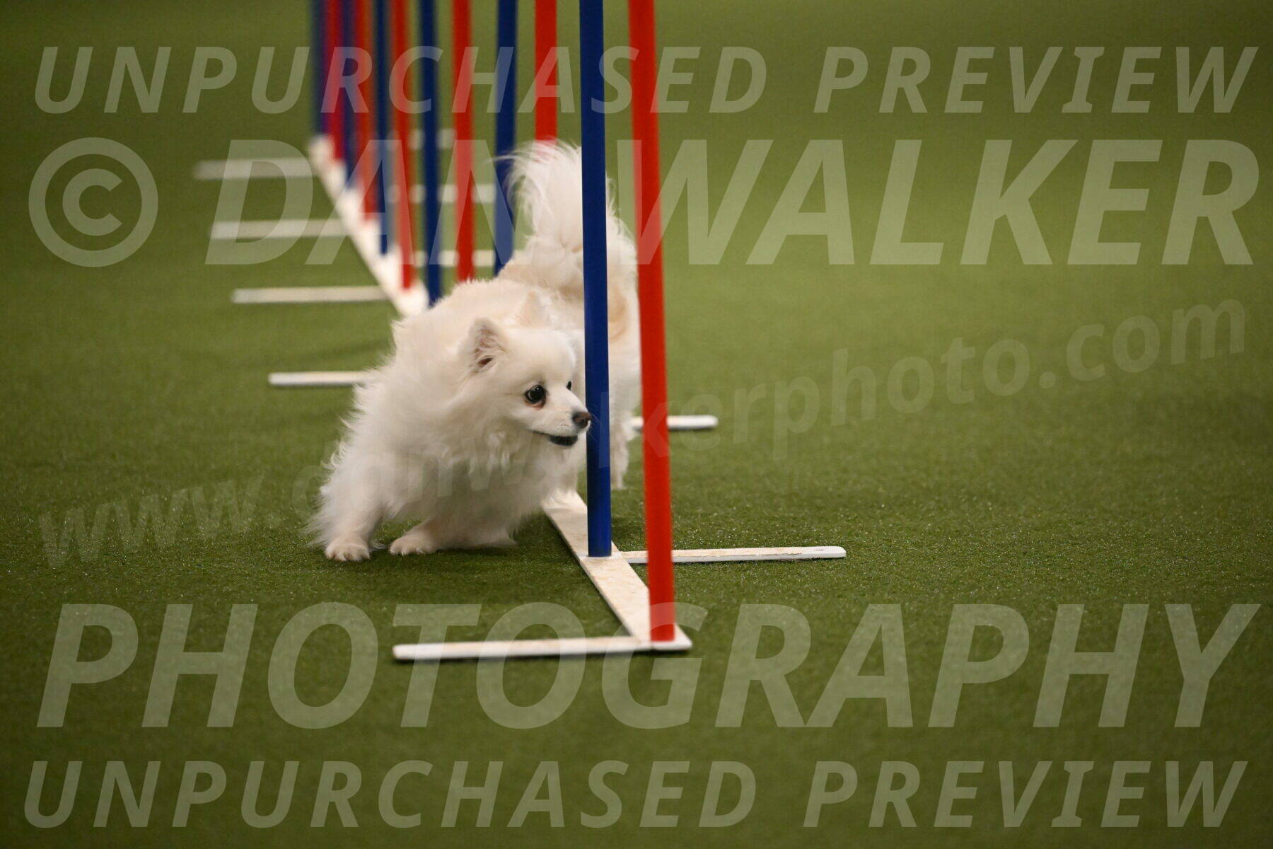 Zoey-Denise-Schneider-08569