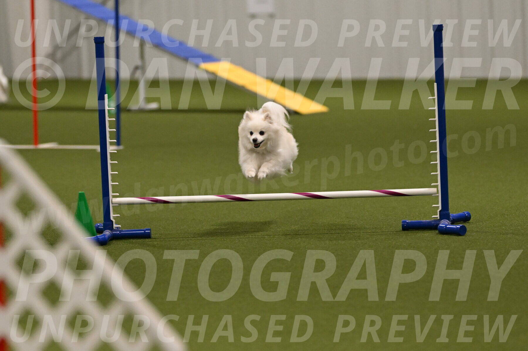 Zoey-Denise-Schneider-08577