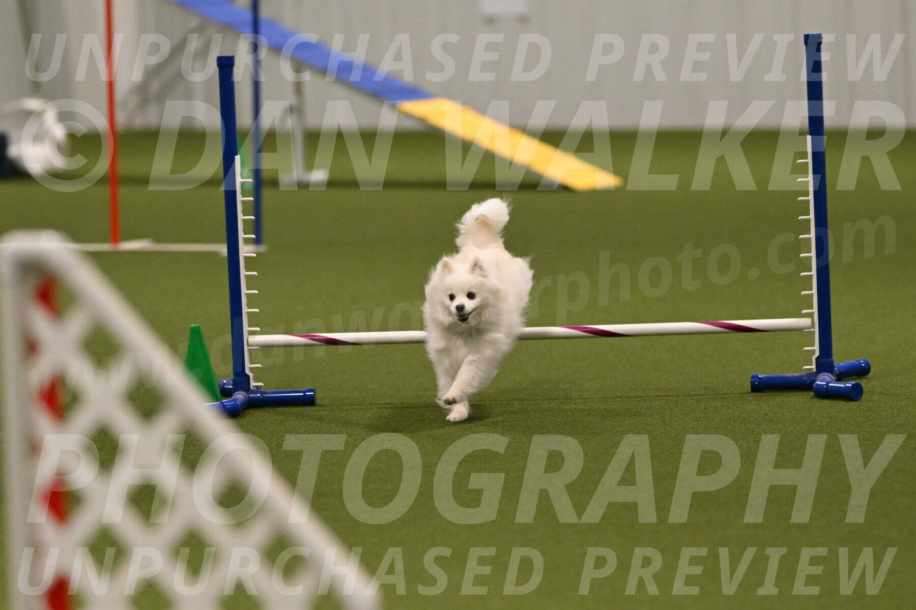 Zoey-Denise-Schneider-08579