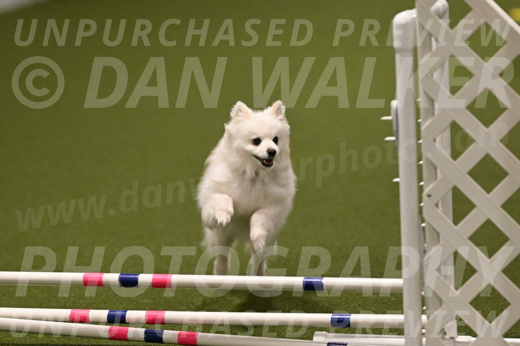 Zoey-Denise-Schneider-08584