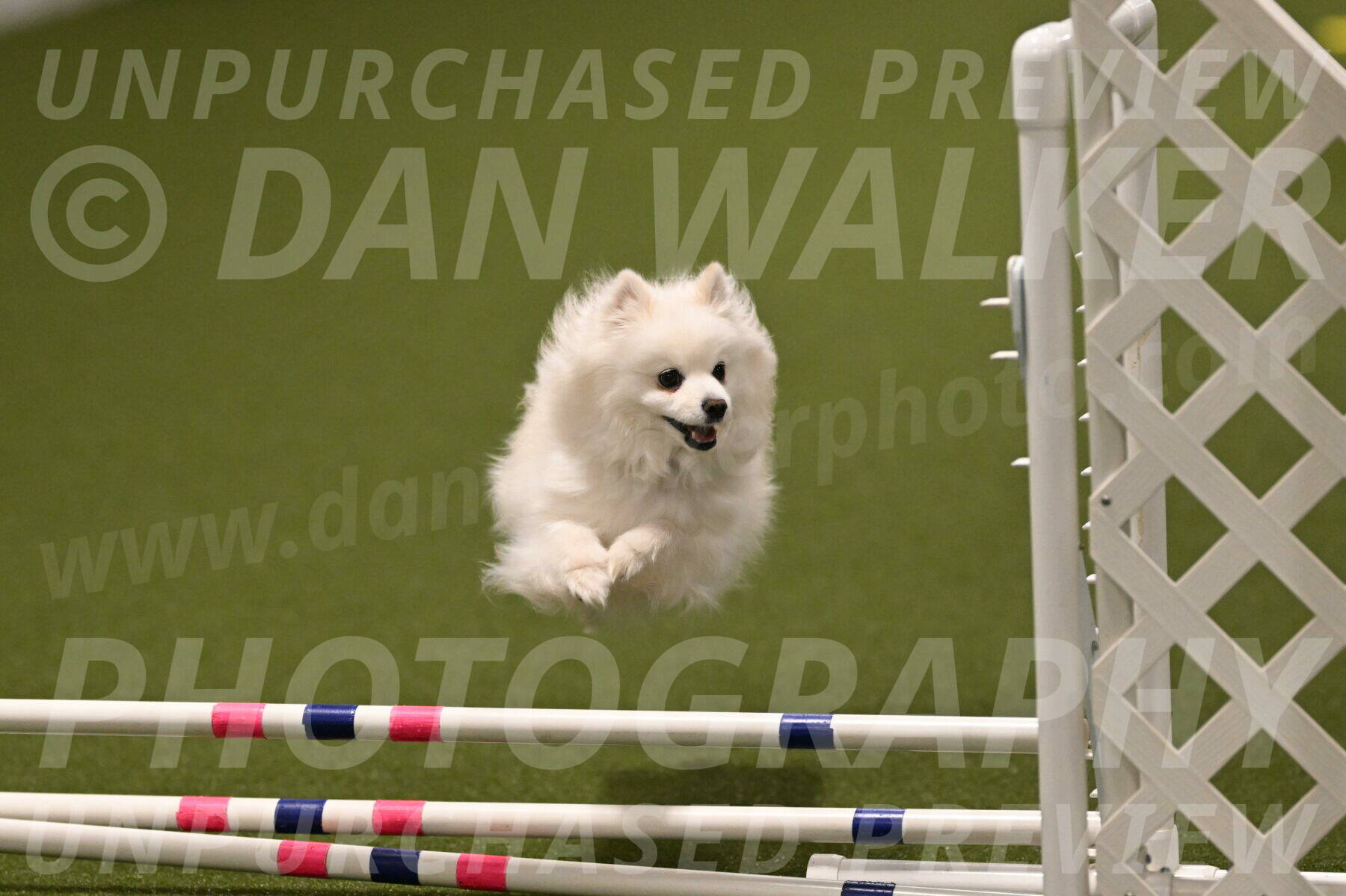 Zoey-Denise-Schneider-08585