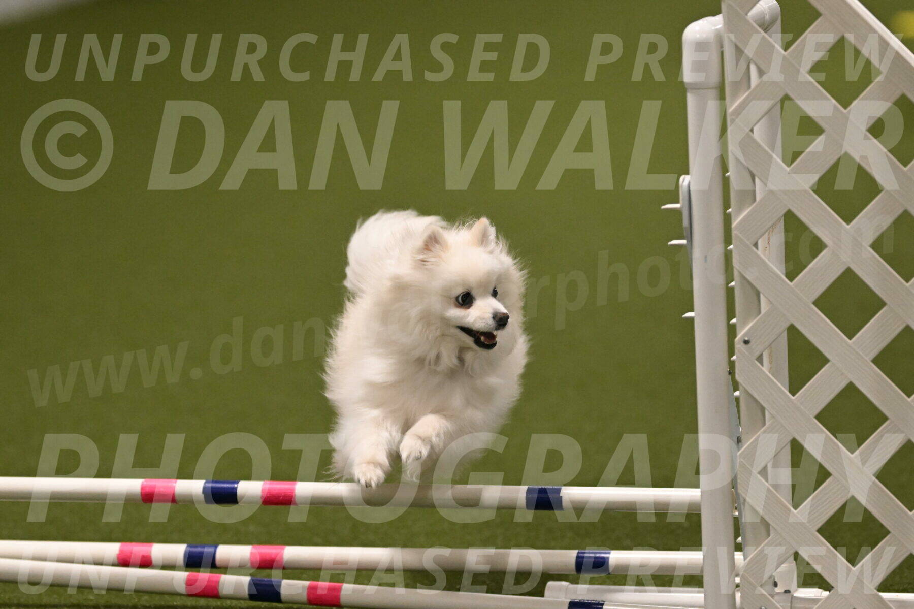 Zoey-Denise-Schneider-08586