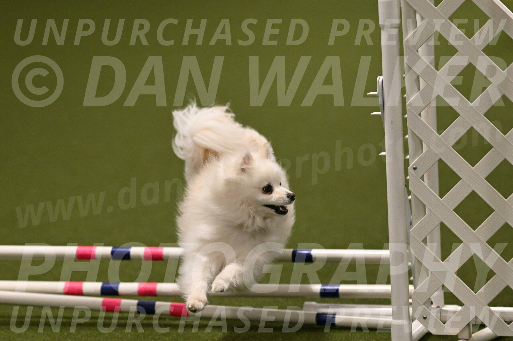 Zoey-Denise-Schneider-08587