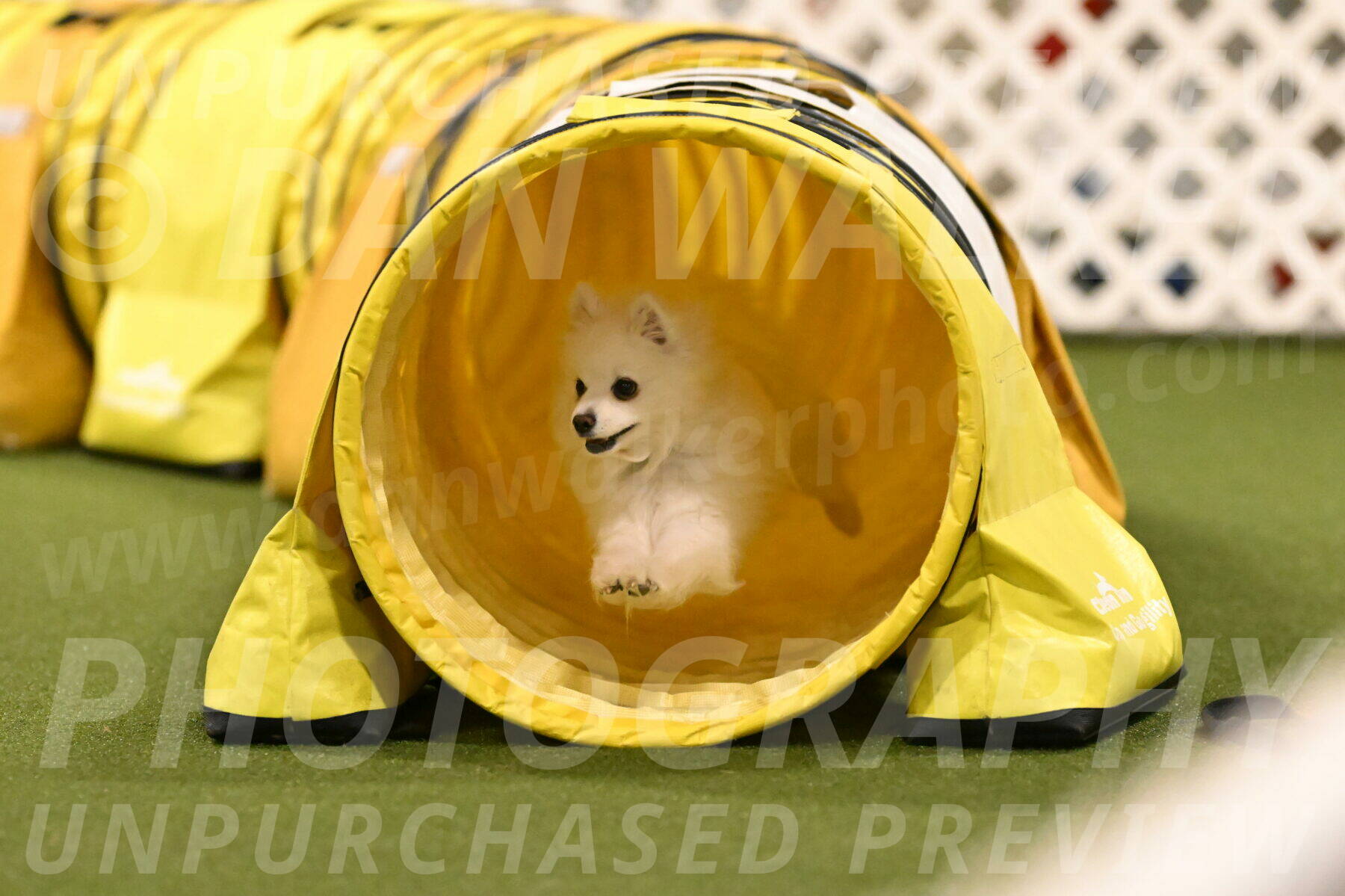 Zoey-Denise-Schneider-08588