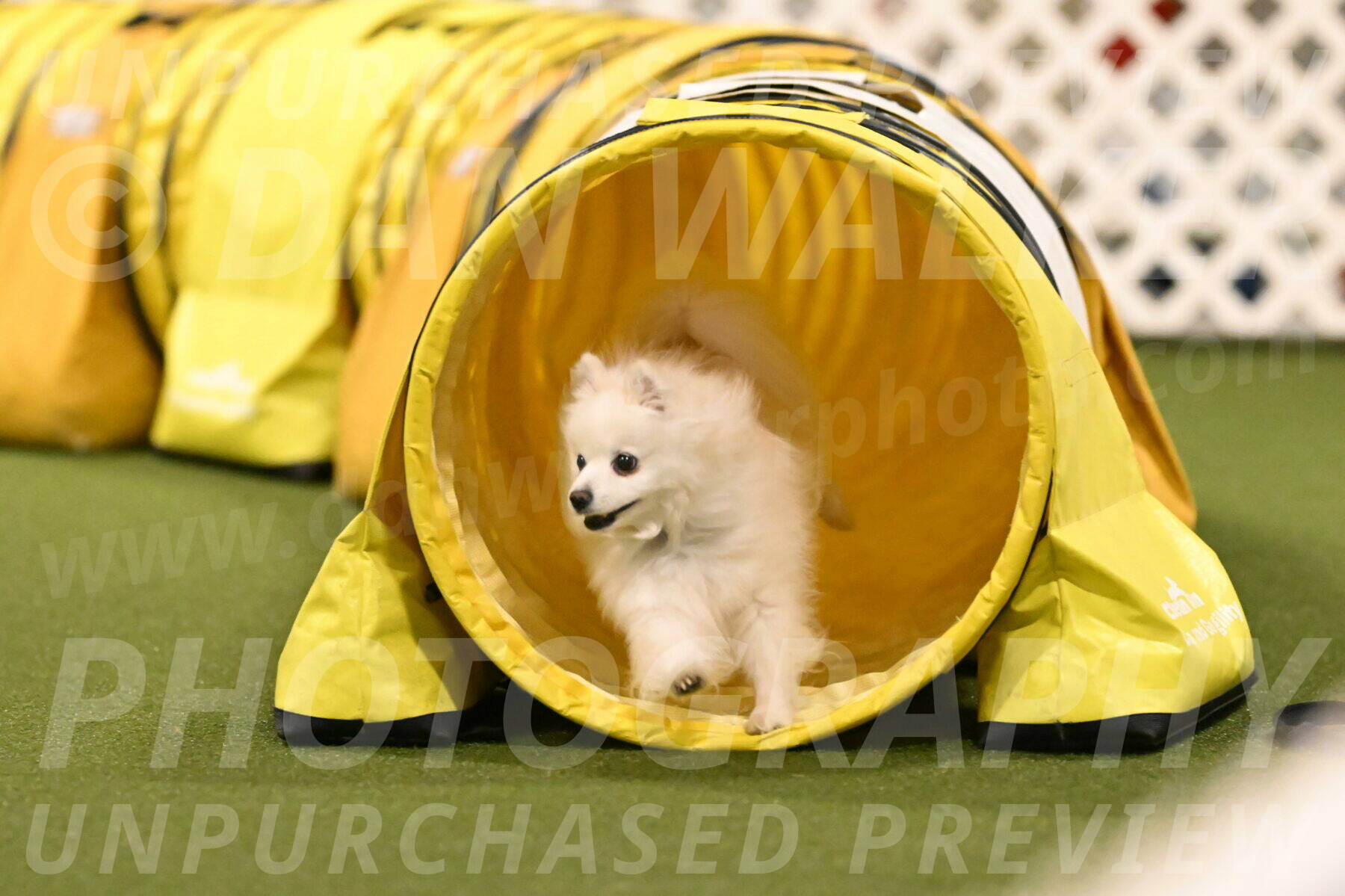 Zoey-Denise-Schneider-08589