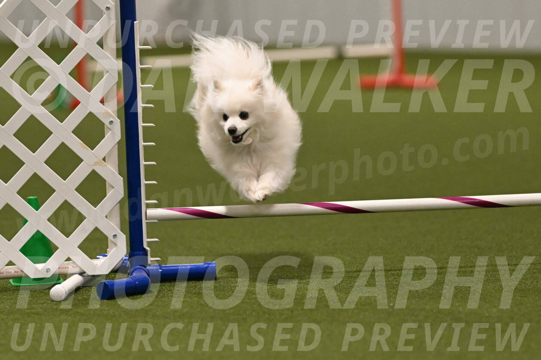 Zoey-Denise-Schneider-08591