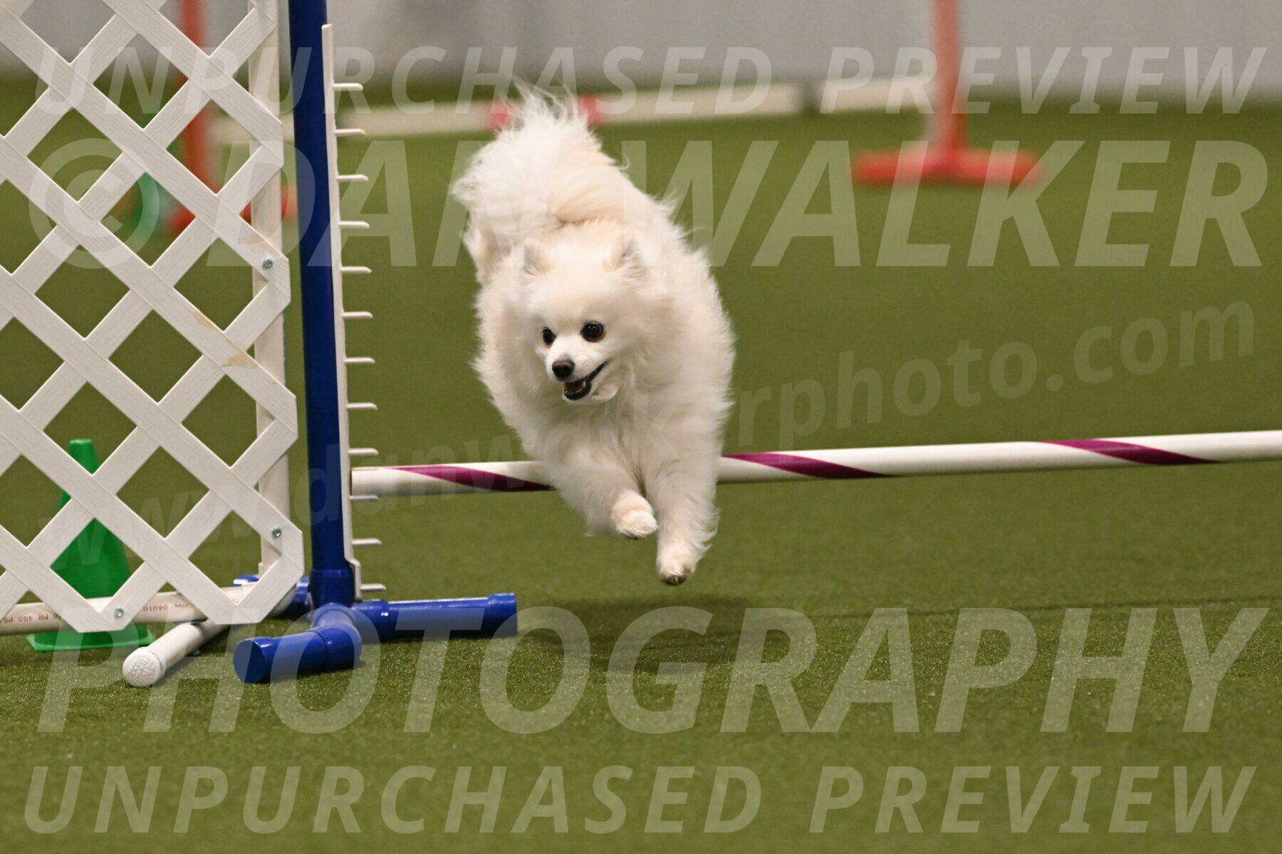 Zoey-Denise-Schneider-08592