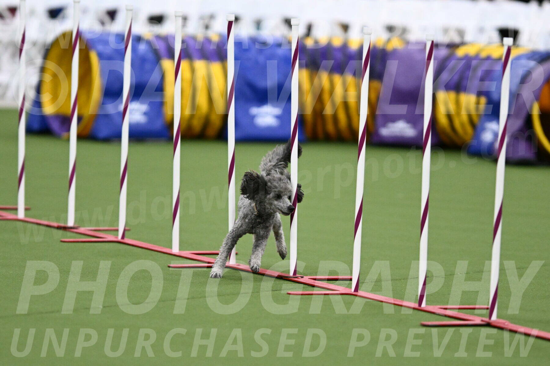 DJW_3847