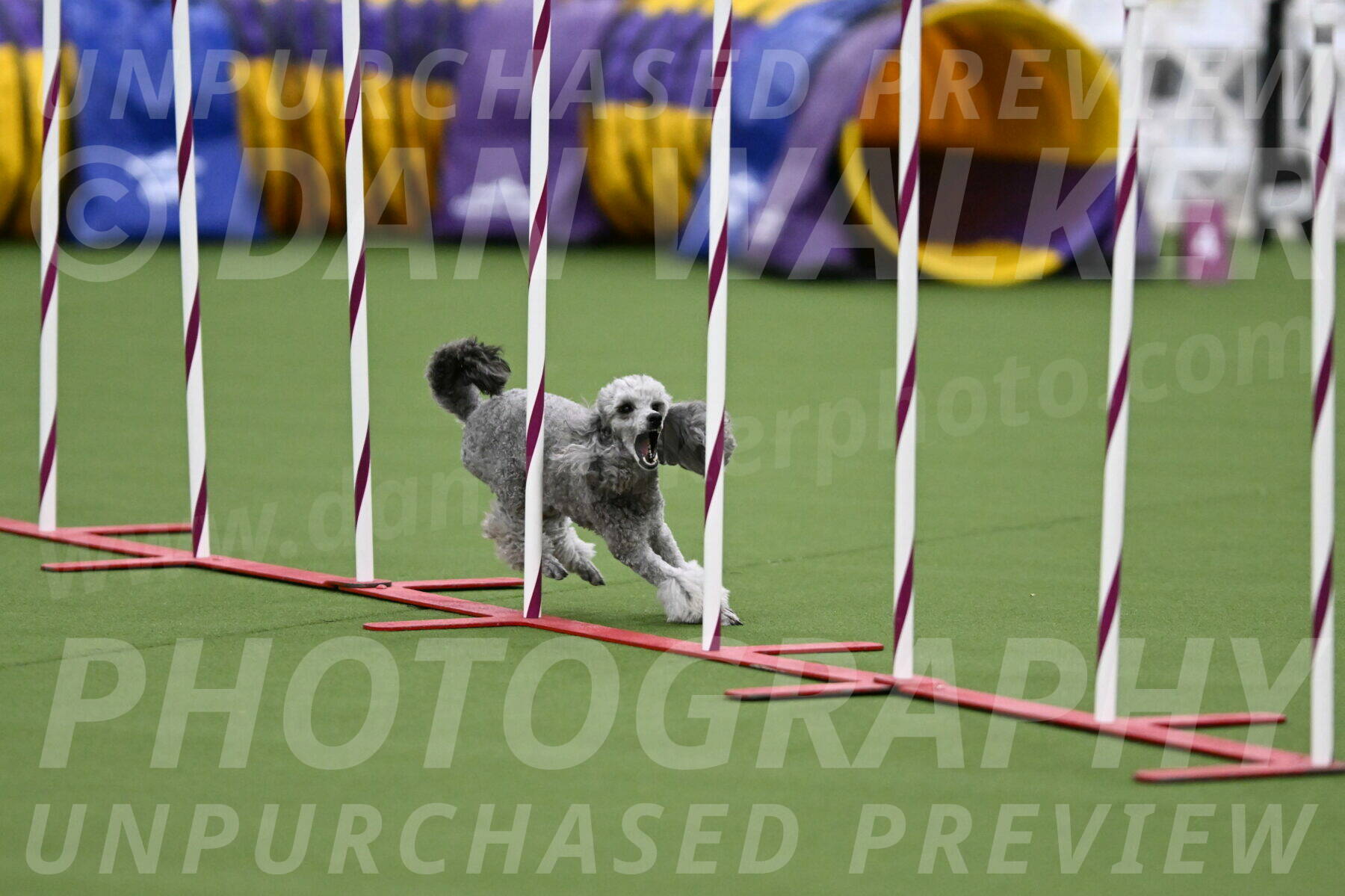 DJW_5302